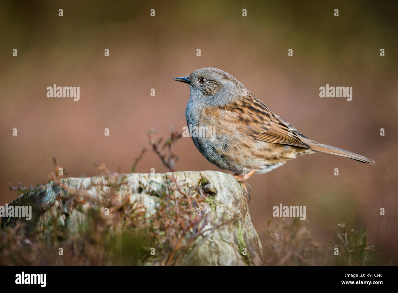 Close up ritratto di un comune Dunnock assorbendo alcuni sole invernale mentre seduto su un ceppo di albero con heather in primo piano e sfondo sfocato Foto Stock