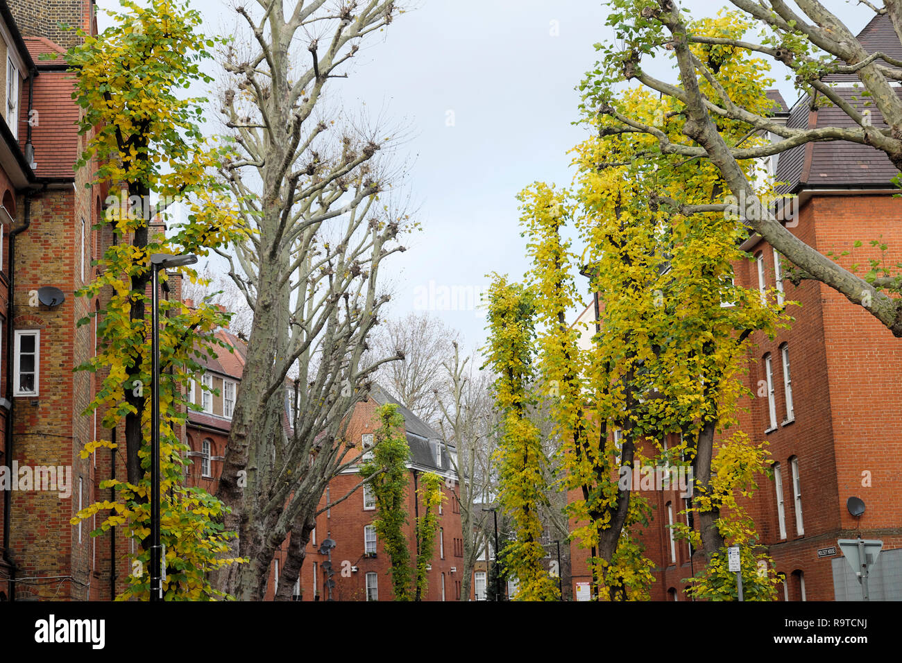 Foglie di autunno sugli alberi fodera Montclare Street vicino Redchurch St in Shoreditch East London E1 UK KATHY DEWITT Foto Stock