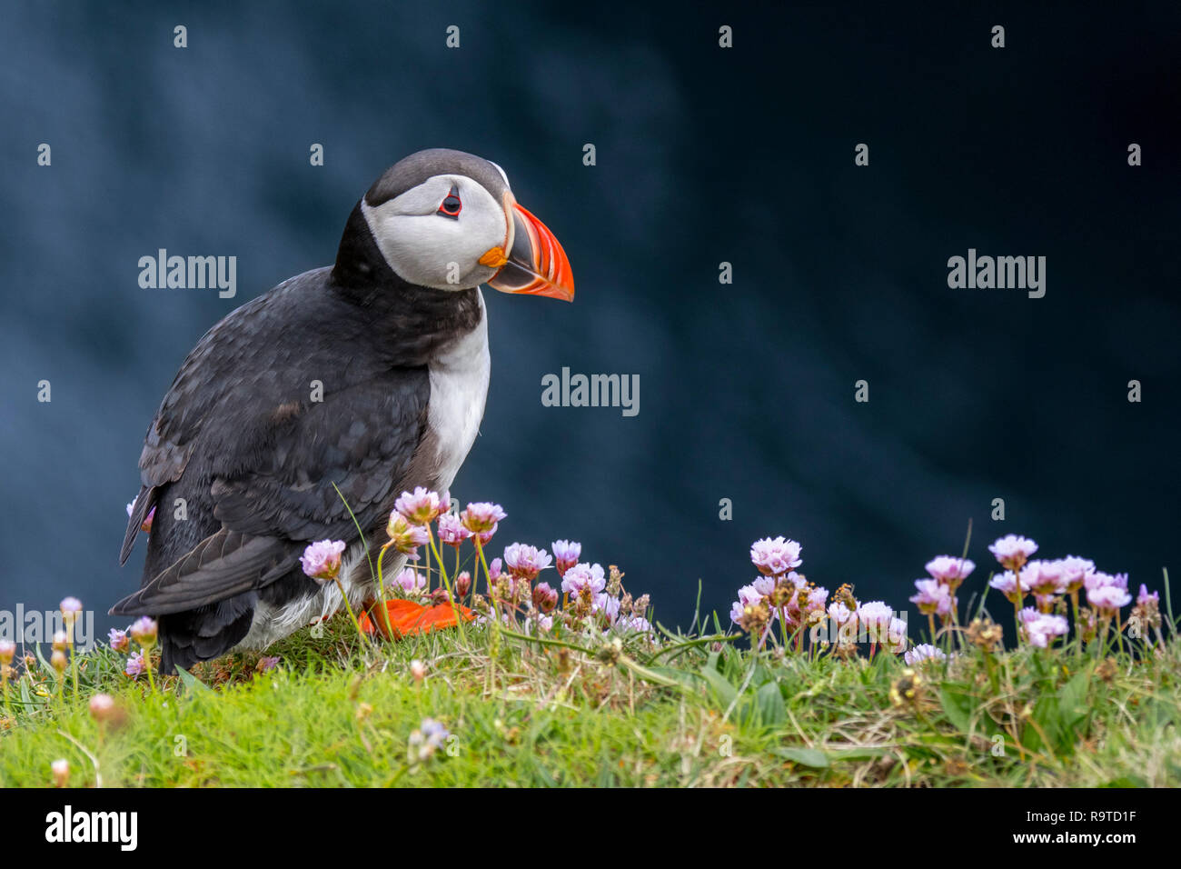 Atlantic puffin (Fratercula arctica) in allevamento piumaggio sulla scogliera sul mare top in colonie di uccelli marini Foto Stock