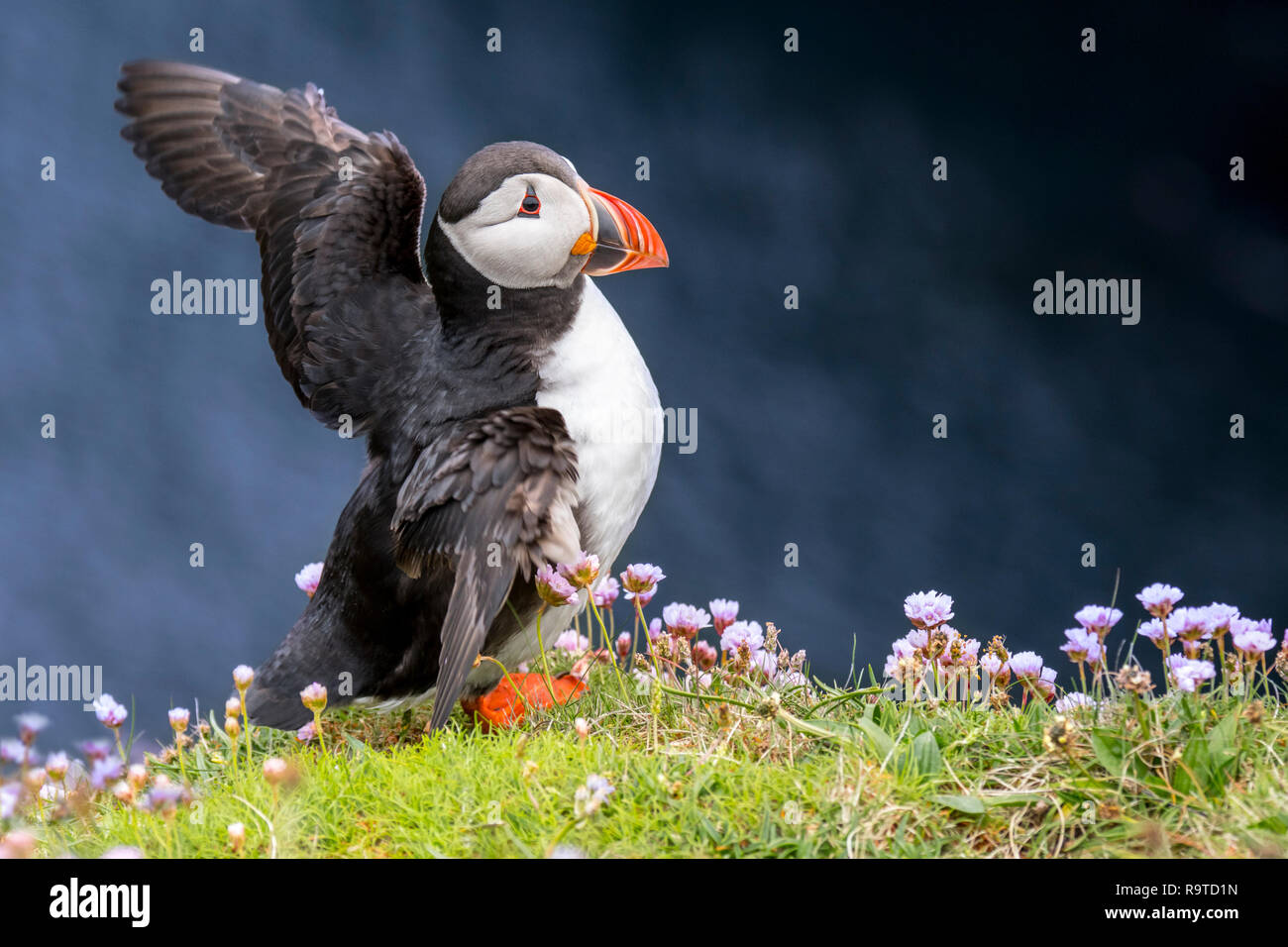Atlantic puffin (Fratercula arctica) in allevamento piumaggio sbattimenti ali sulla scogliera sul mare top in colonie di uccelli marini, Scotland, Regno Unito Foto Stock