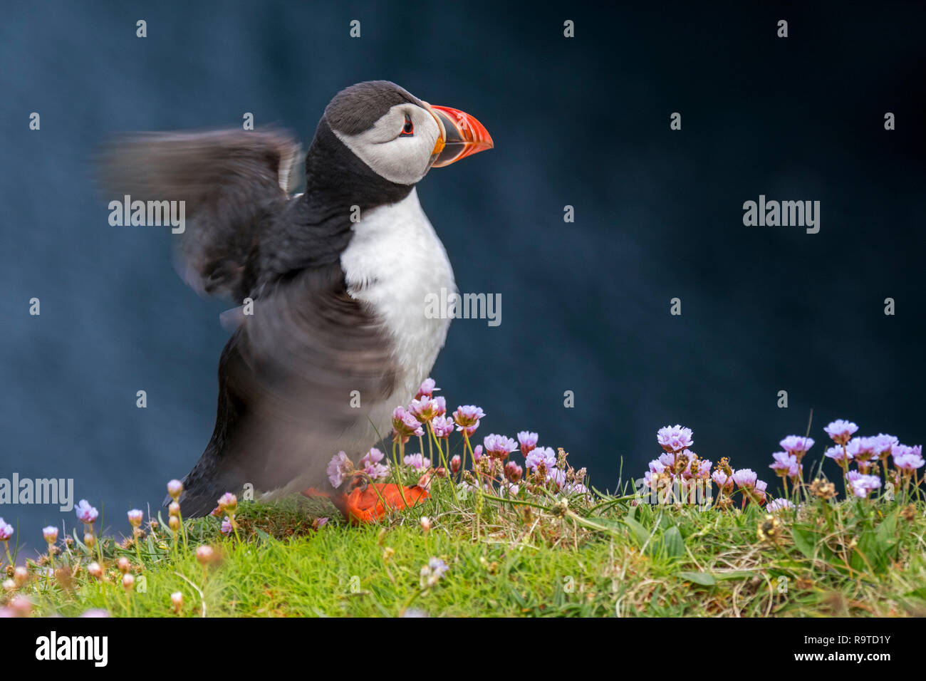 Atlantic puffin (Fratercula arctica) in allevamento piumaggio sbattimenti ali sulla scogliera sul mare top in colonie di uccelli marini, Scotland, Regno Unito Foto Stock