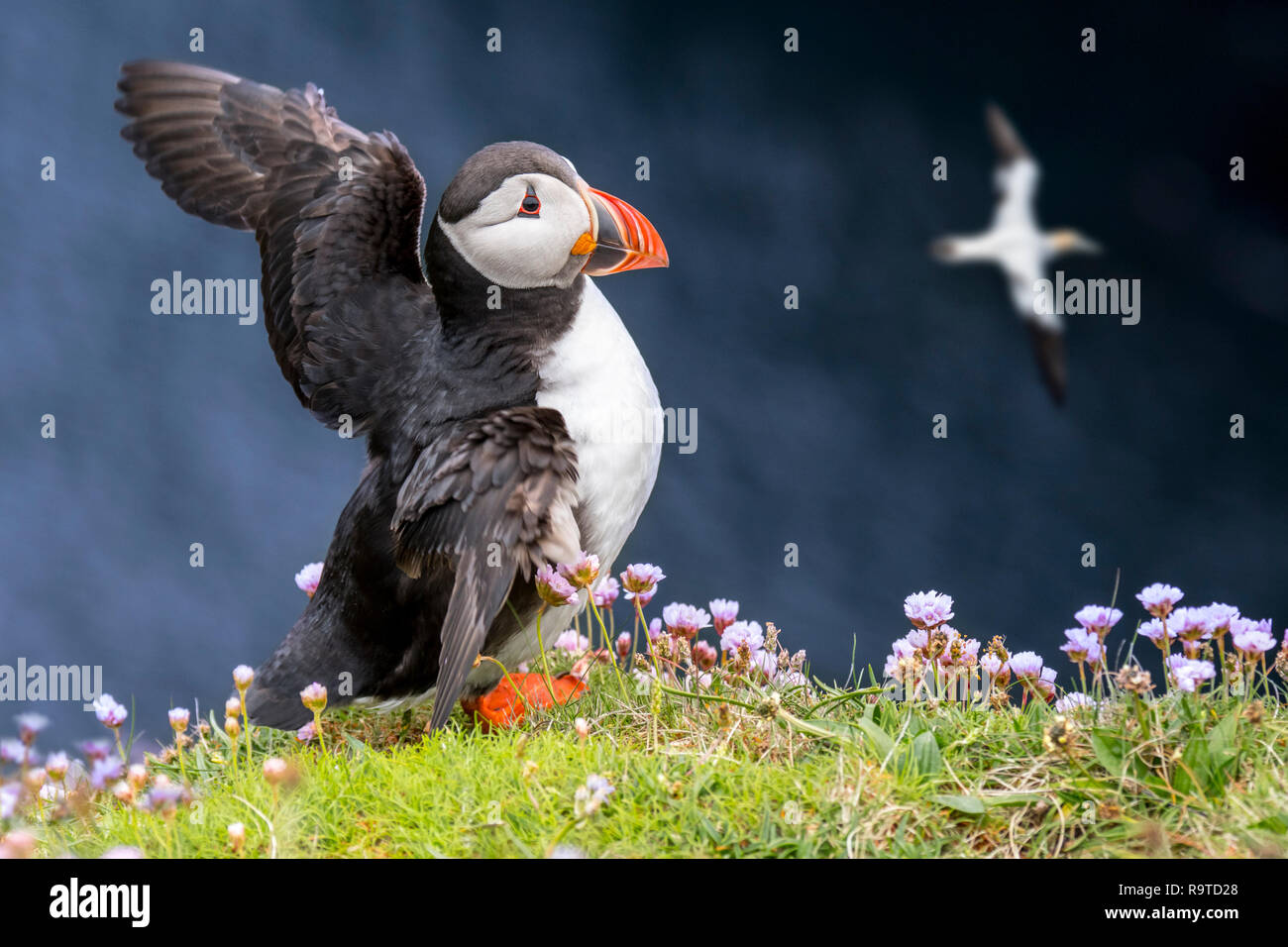 Atlantic puffin (Fratercula arctica) in allevamento piumaggio sbattimenti ali sulla scogliera sul mare top in colonie di uccelli marini, Scotland, Regno Unito Foto Stock