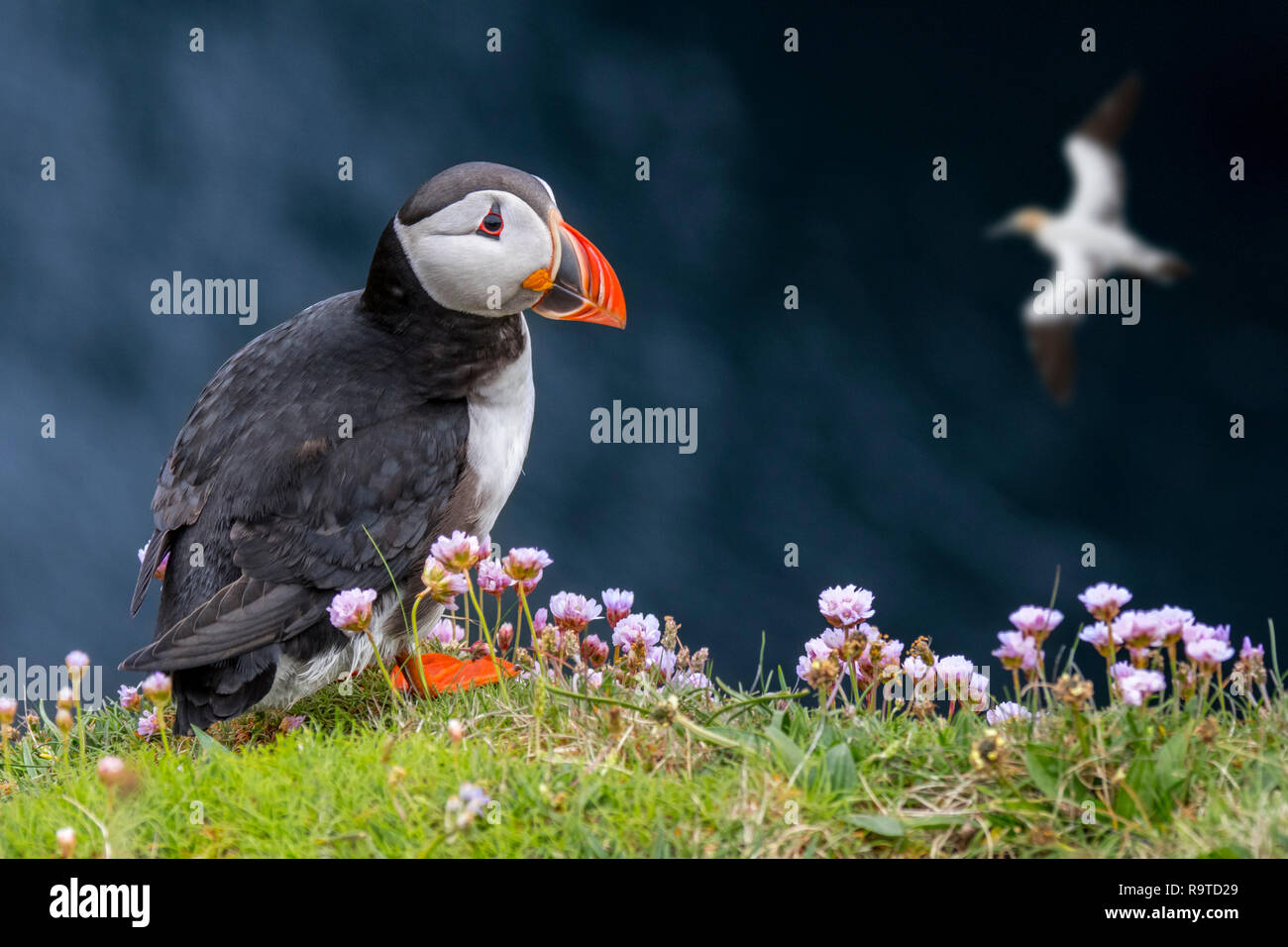 Atlantic puffin (Fratercula arctica) in allevamento piumaggio sulla scogliera sul mare top in colonie di uccelli marini Foto Stock