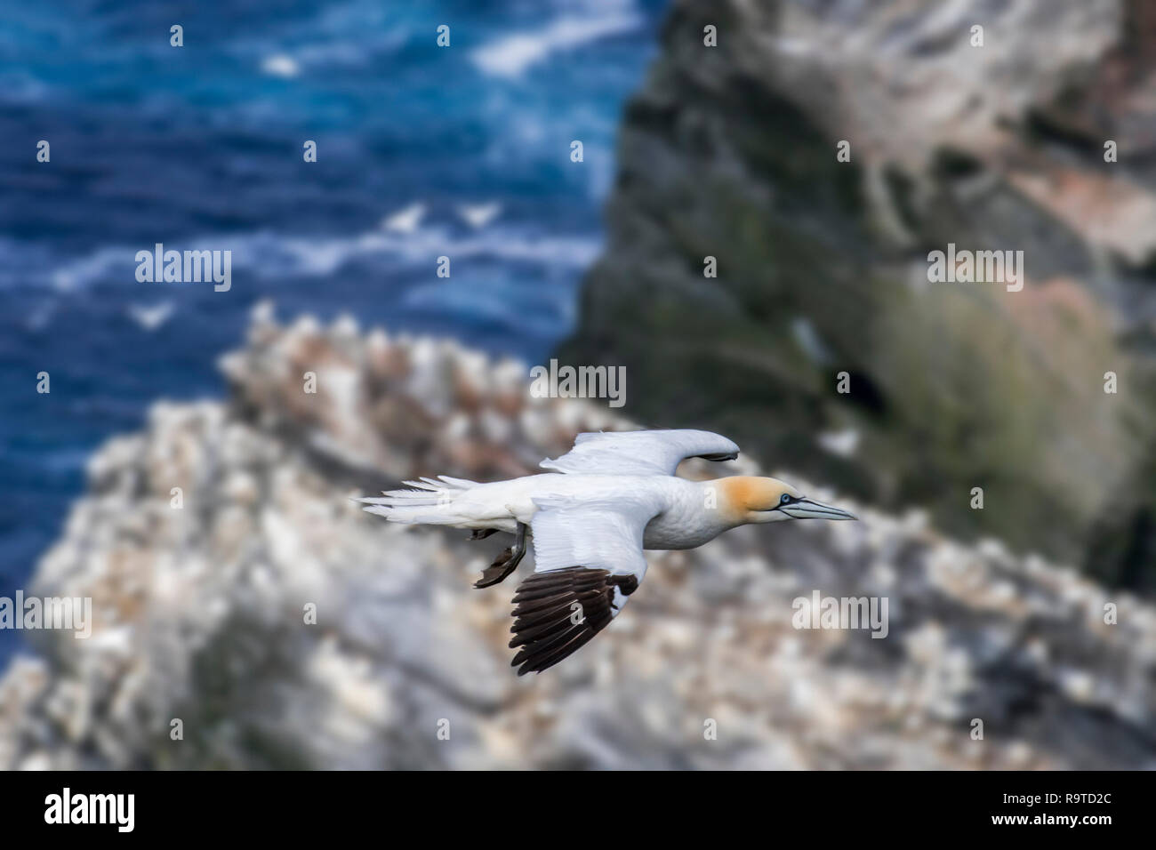 Northern gannet (Morus bassanus) in volo soaring lungo la scogliera sul mare a uccelli marini colonia di allevamento in primavera, Hermaness, Unst, isole Shetland, Scozia Foto Stock