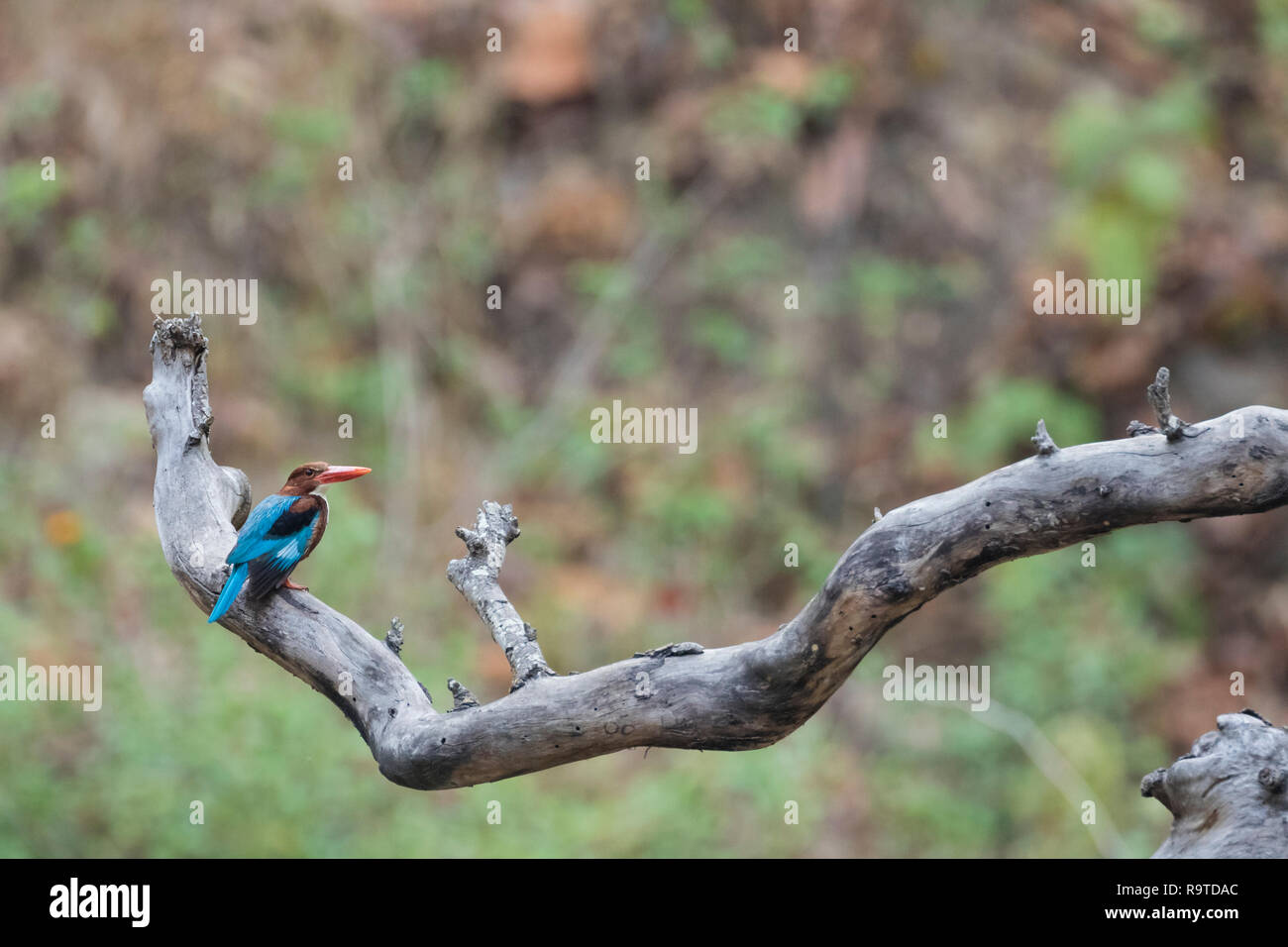 Bianco-breasted Kingfisher (Halcyon smyrnensis) appollaiato sul ramo. Parco di cittadino di Corbett. Uttarakhand. India. Foto Stock