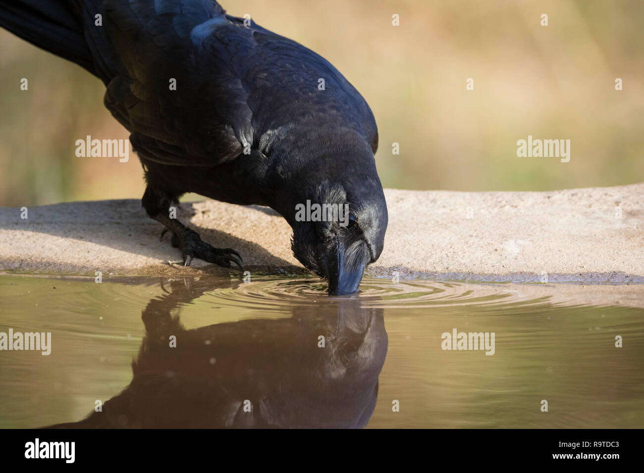 Grandi fatturati Crow (Corvus macrorhynchos) acqua potabile. Pangot. Distretto di Nainital. Uttarakhand. India. Foto Stock