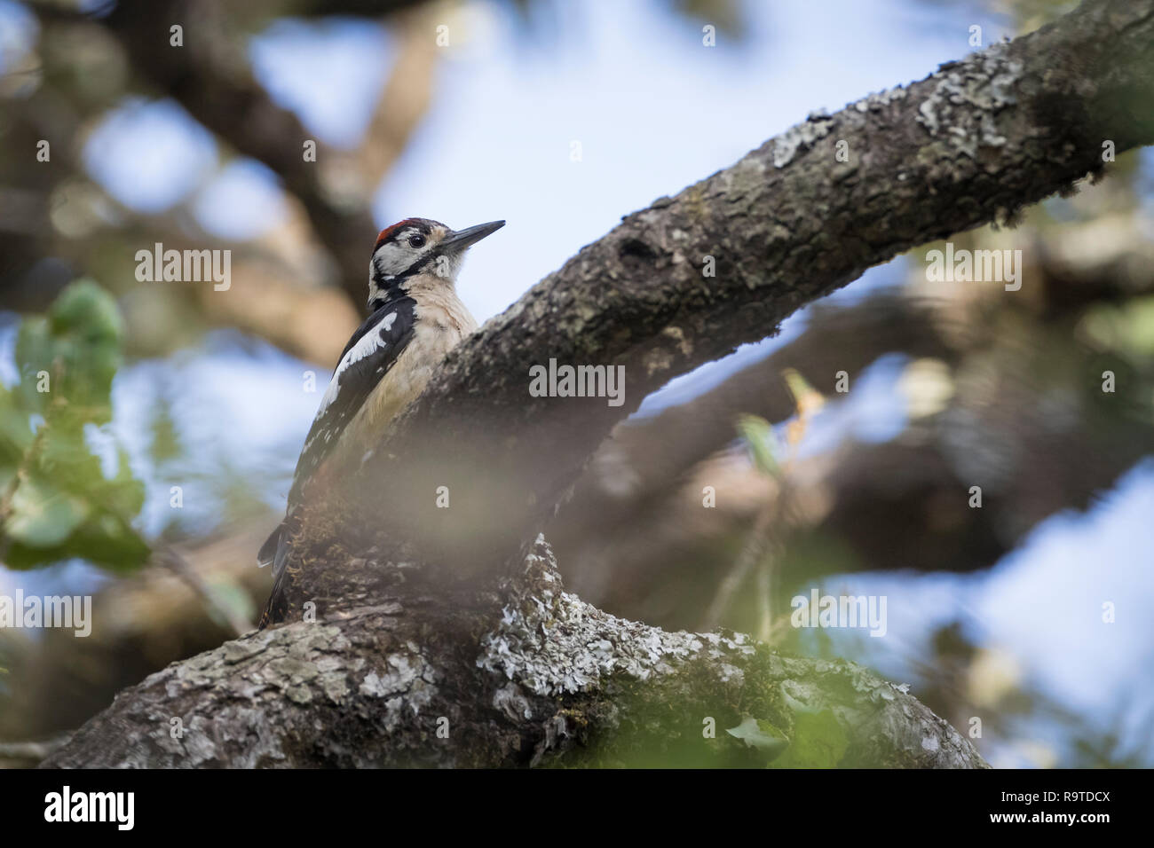 L'Himalayan Picchio Rosso (Dendrocopos himalayensis), maschio appollaiato sul ramo. Pangot. Distretto di Nainital. Uttarakhand. India. Foto Stock