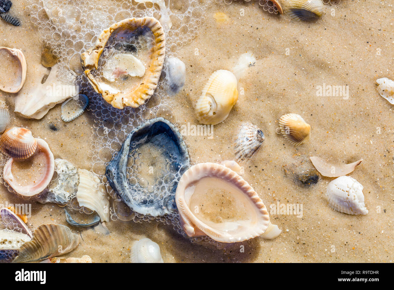 Close up di gusci sul Golfo del Messico sulla spiaggia di St George Island in Florida negli Stati Uniti Foto Stock