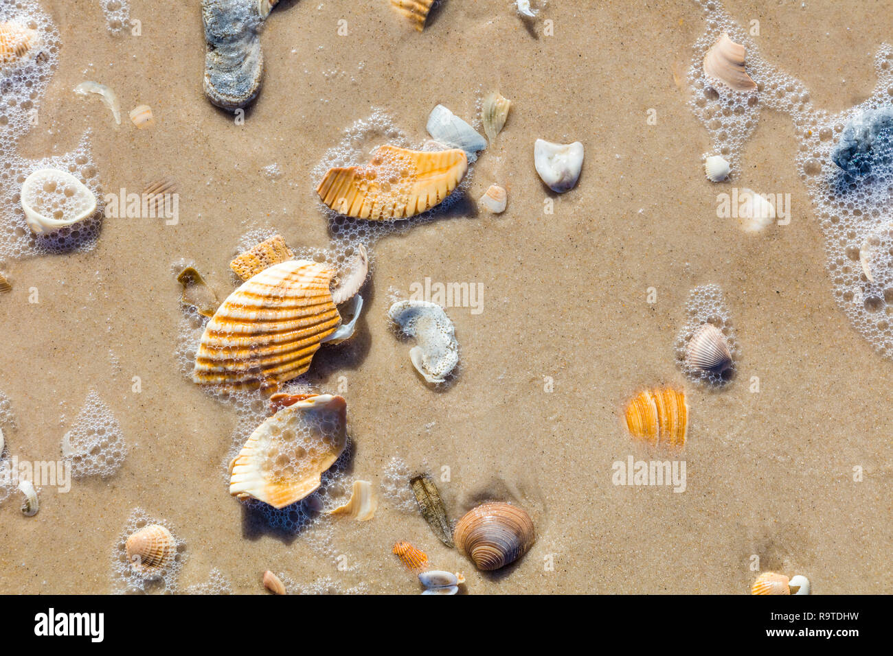 Close up di gusci sul Golfo del Messico sulla spiaggia di St George Island in Florida negli Stati Uniti Foto Stock
