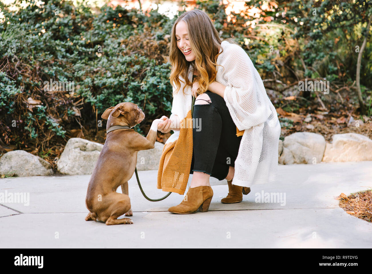 Un pet Boston Terrier esegue un handshake cane trucco con bianco giovane proprietario femmina Foto Stock