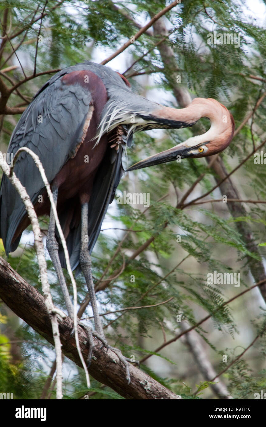 Golia airone rosso (Ardea goliath) Foto Stock