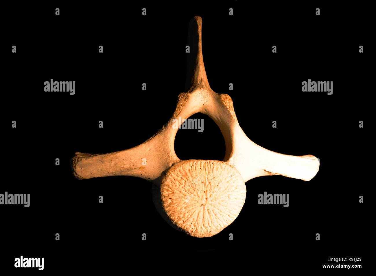 La vertebra della colonna vertebrale di una balena. Isolato su sfondo nero. Lato superiore. Foto Stock