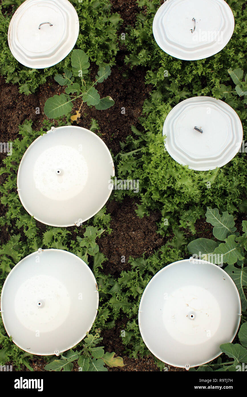 Piastre di plastica bianche monouso in confezione di plastica trasparente  su un sfondo rosso Foto stock - Alamy