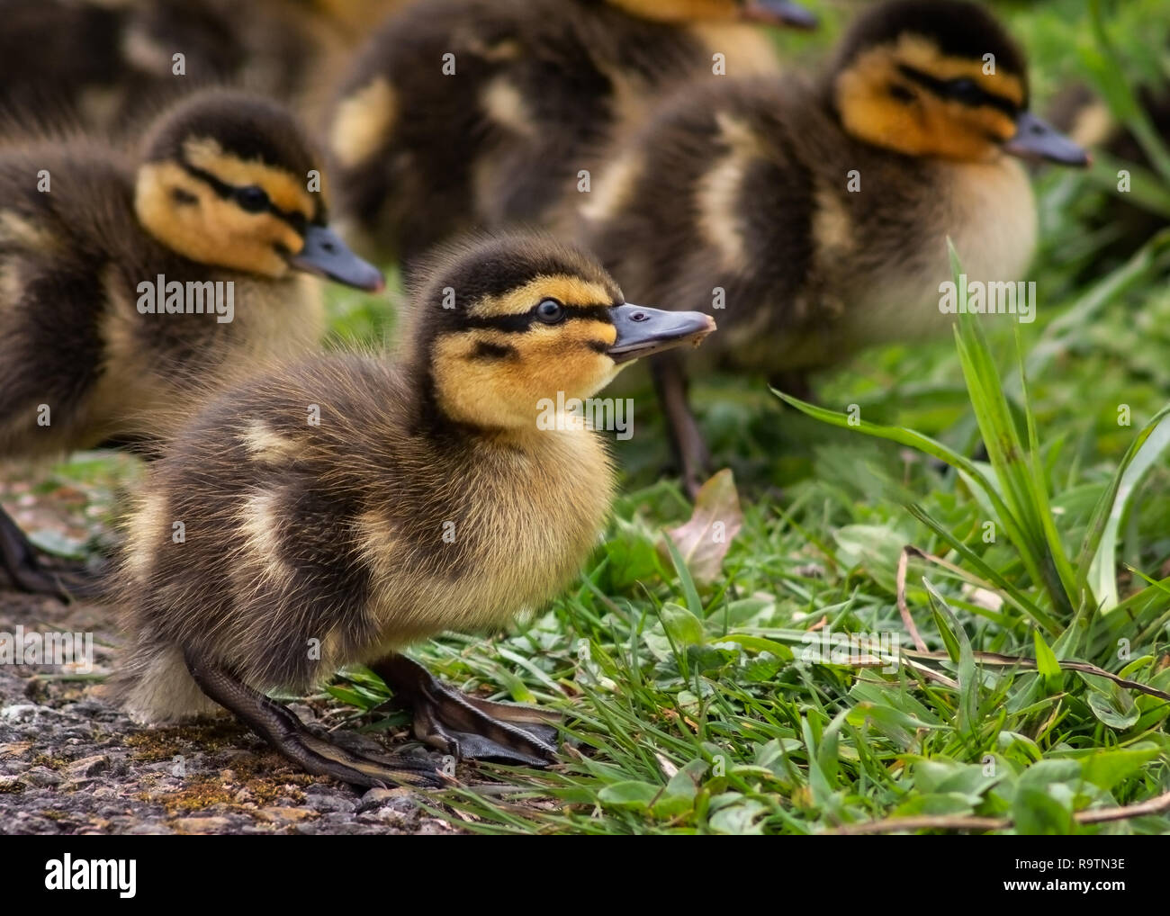 Close up di un bambino Mallard duck con i suoi fratelli, REGNO UNITO Foto Stock
