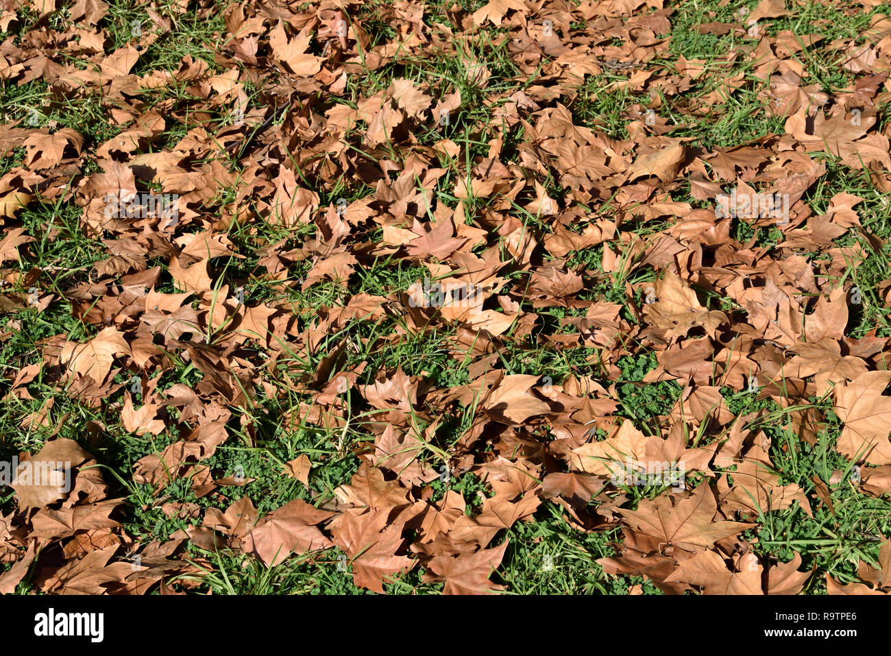 Foglie di autunno sull'erba Foto Stock