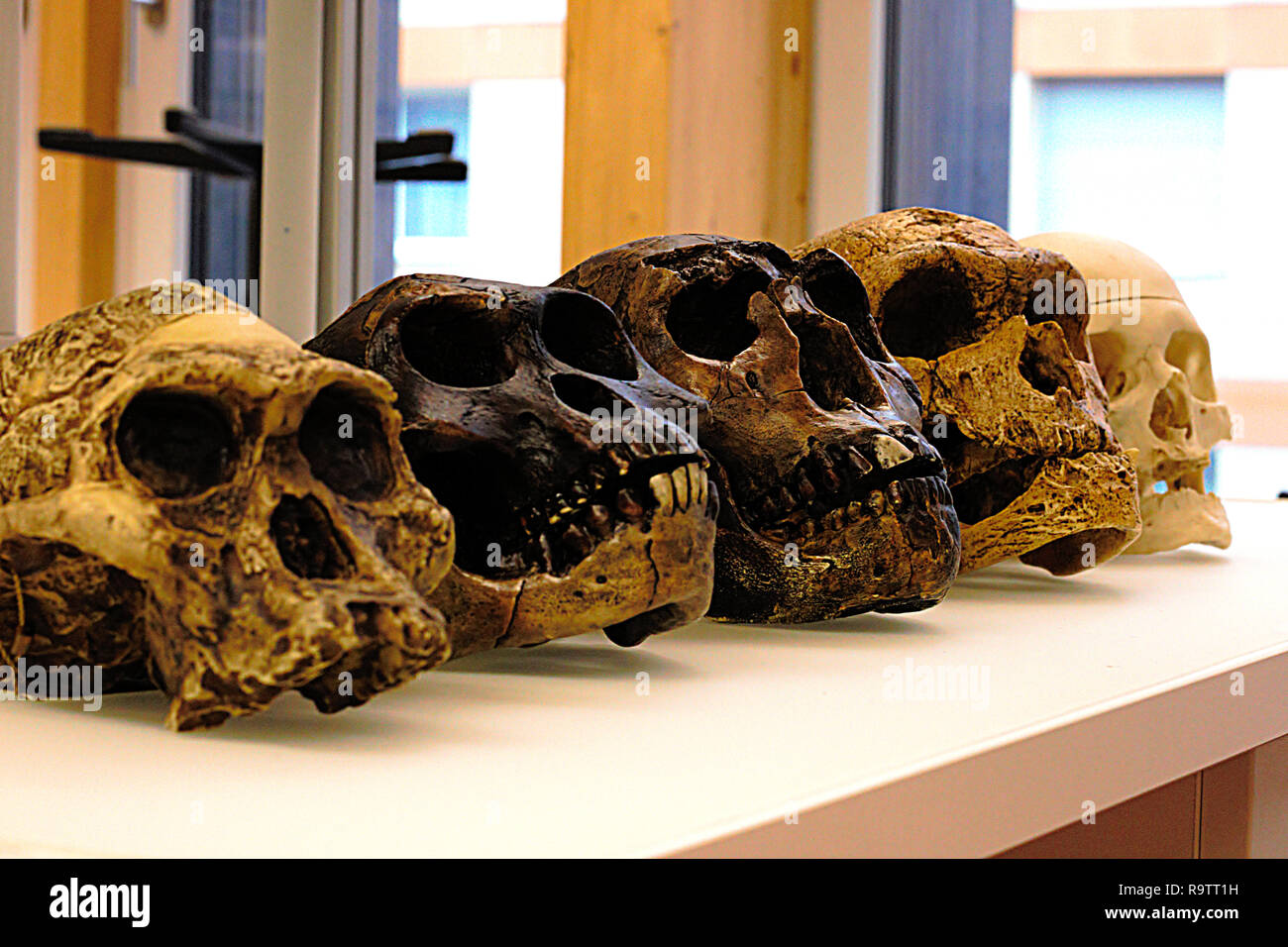 Cinque teschi di antenati umani. Da sinistra a destra: A. africanus, A. afarensis, H. erectus, H. neanderthalensis e H. sapiens sapiens. Replica del cranio Foto Stock