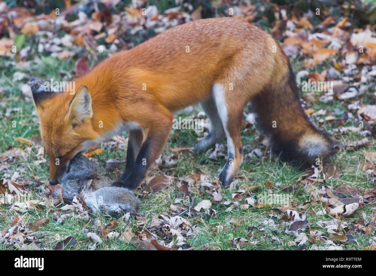 Red Fox Squirrel mangiare Foto Stock