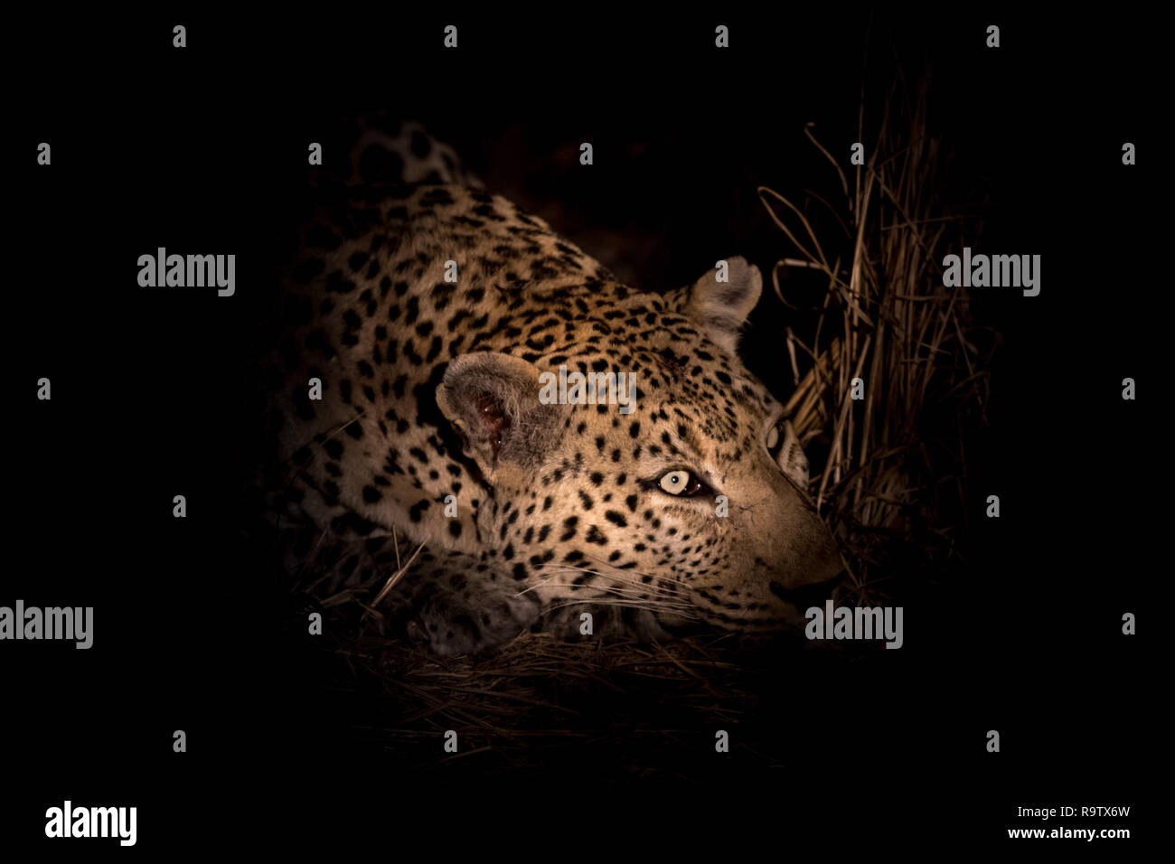 Maestoso maschio di leopard in appoggio nelle tenebre. Foto Stock
