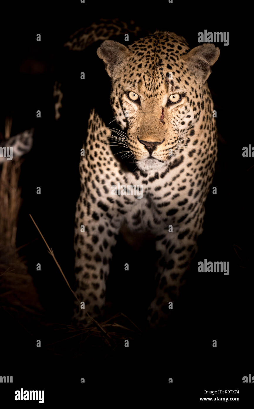 Ritratto di un enorme maschio leopard fissando attentamente al visualizzatore. Foto Stock