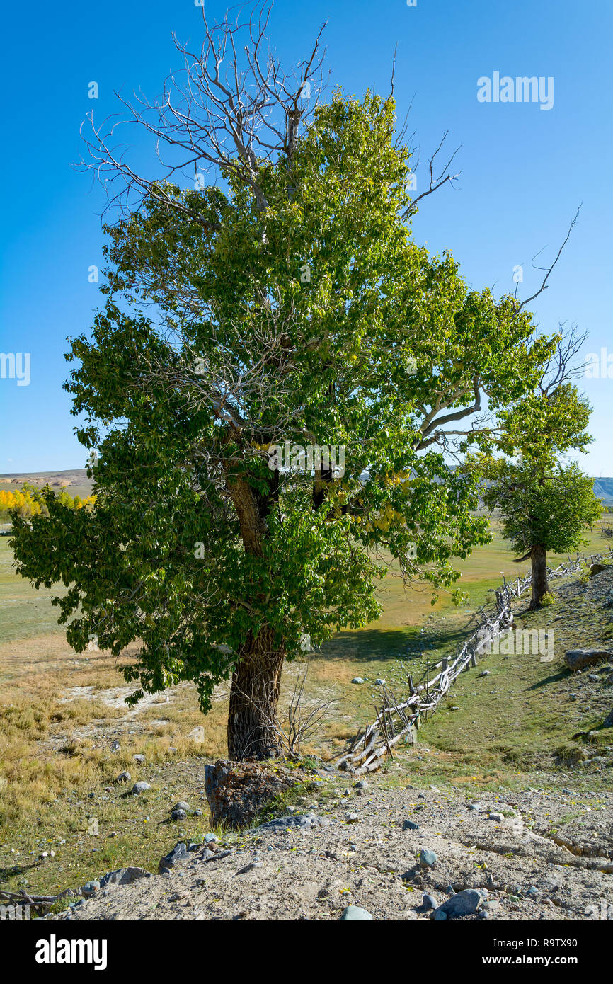 Il Corral del bestiame in Chui steppa, Altai Repubblica Foto Stock