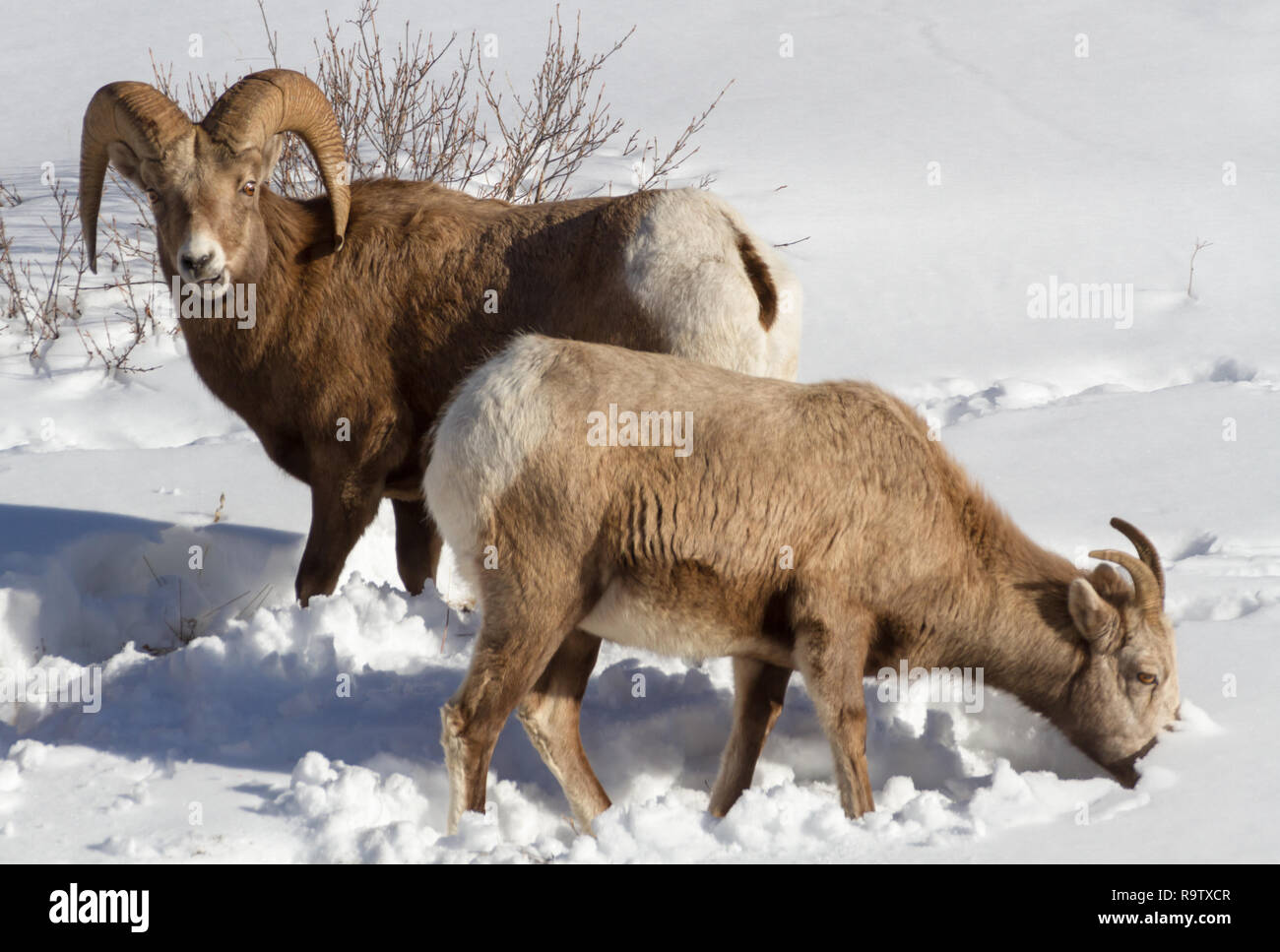 Bighorn ram e pecora foraggio per il cibo nella neve durante l'inverno a Kananaskis regione di Alberta, Canada: fauna, Alberta, Canada, neve, corna. Foto Stock