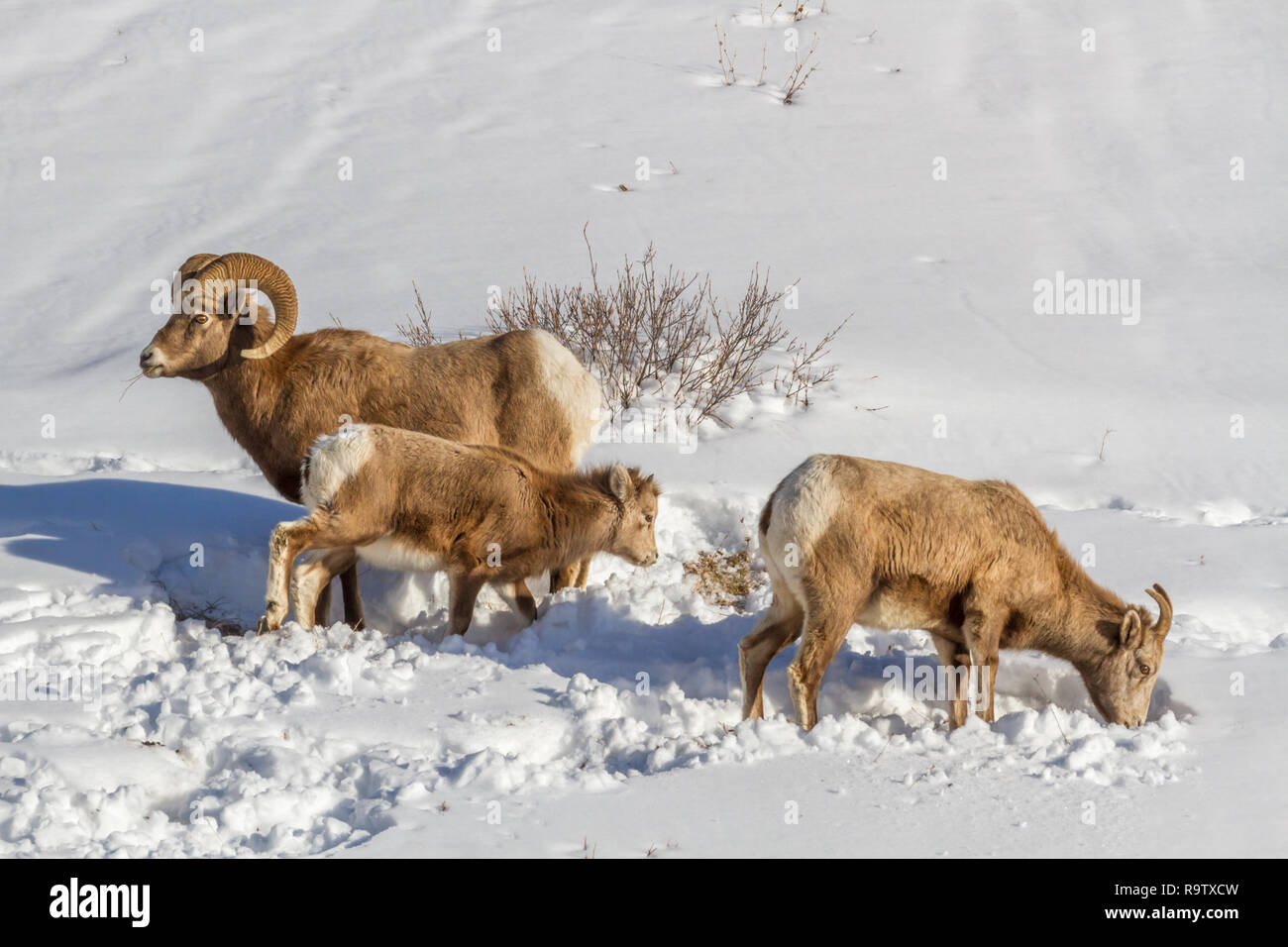 Bighorn famiglia foraggi per il cibo nella neve profonda in inverno a Kananaskis e regione di Alberta, Canada: fauna, cambiamenti climatici, tempo di viaggio. Foto Stock