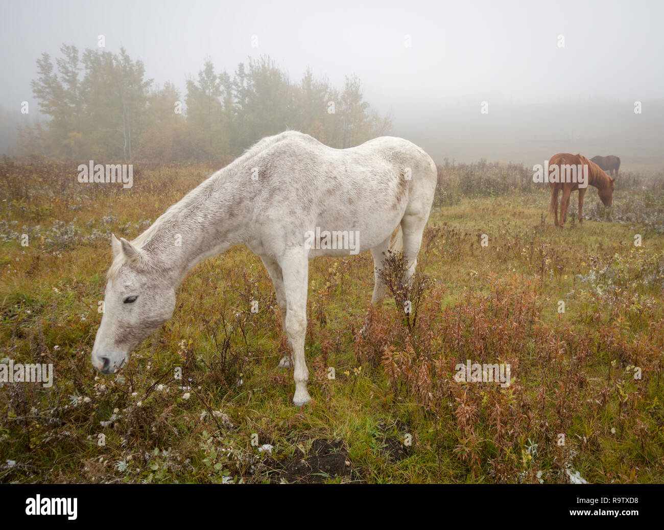 Bellissimi cavalli pascolano in un pascolo su un nebbioso giorno di caduta con sorprendente morbida luce diffusa nelle zone rurali di Alberta, Canada Foto Stock