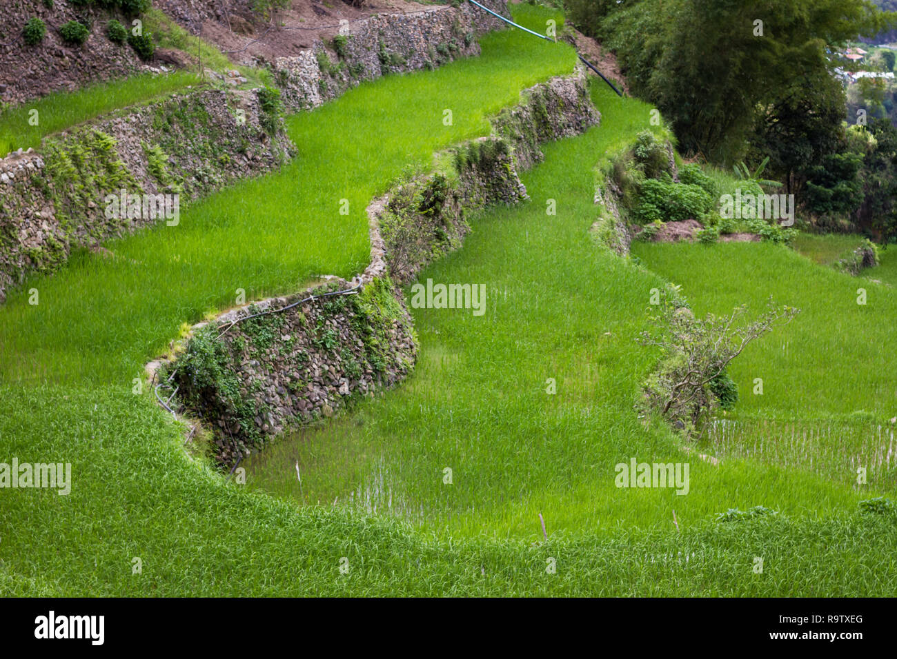 Incredibile Banaue terrazze di riso nelle Filippine, utilizzato dagli agricoltori per la produzione di riso. Attrazione turistica a volte chiamato ottava meraviglia del mondo. Foto Stock