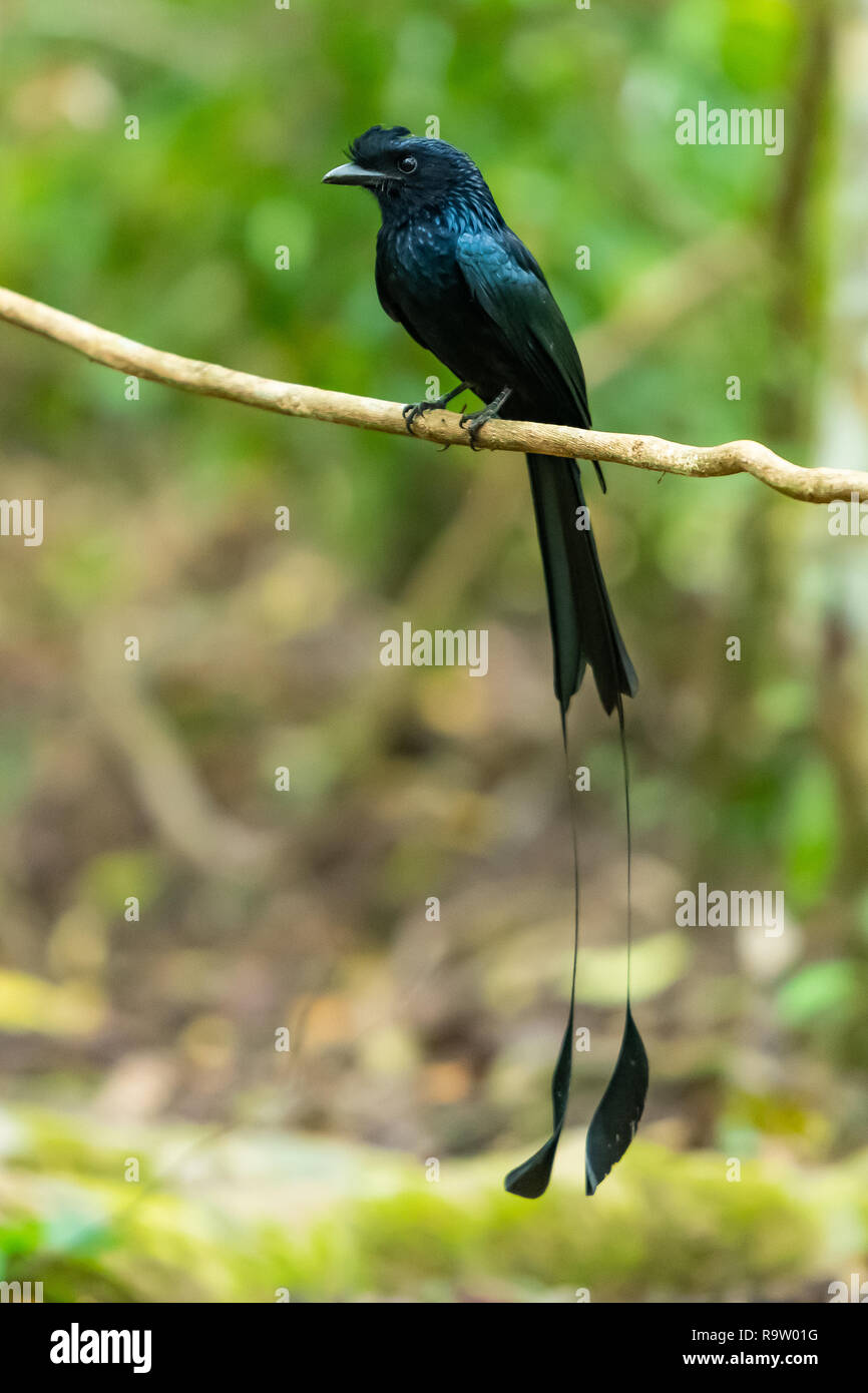 Un maschio maggiore Racket-tailed Drongo sul ramo liana Foto Stock