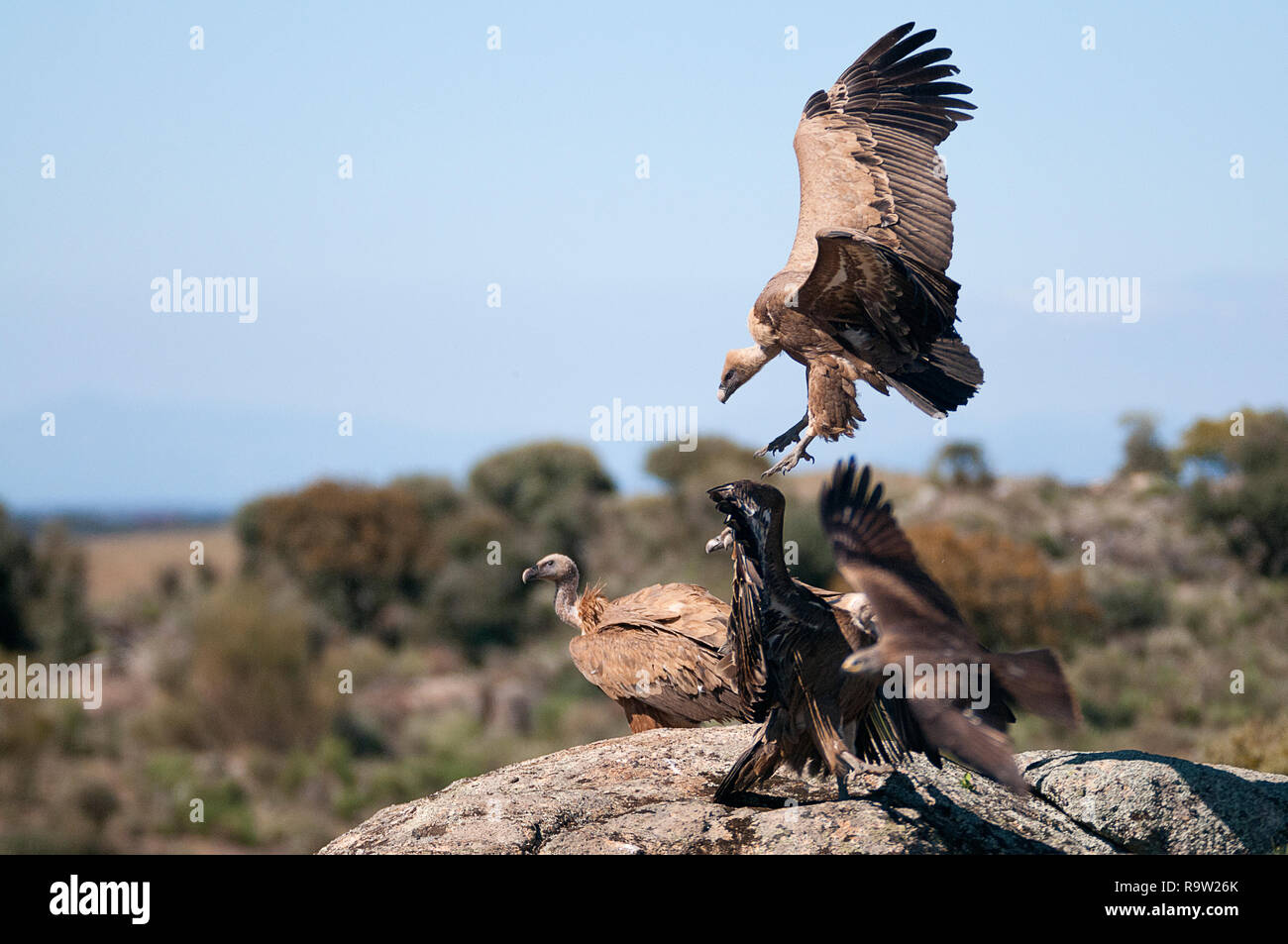 Grifone, Gyps fulvus, grandi rapaci seduti sulla pietra in una montagna Foto Stock