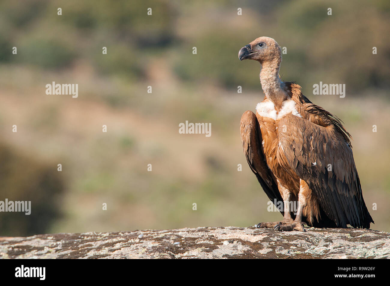 Grifone, Gyps fulvus, grandi rapaci seduti sulla pietra in una montagna Foto Stock