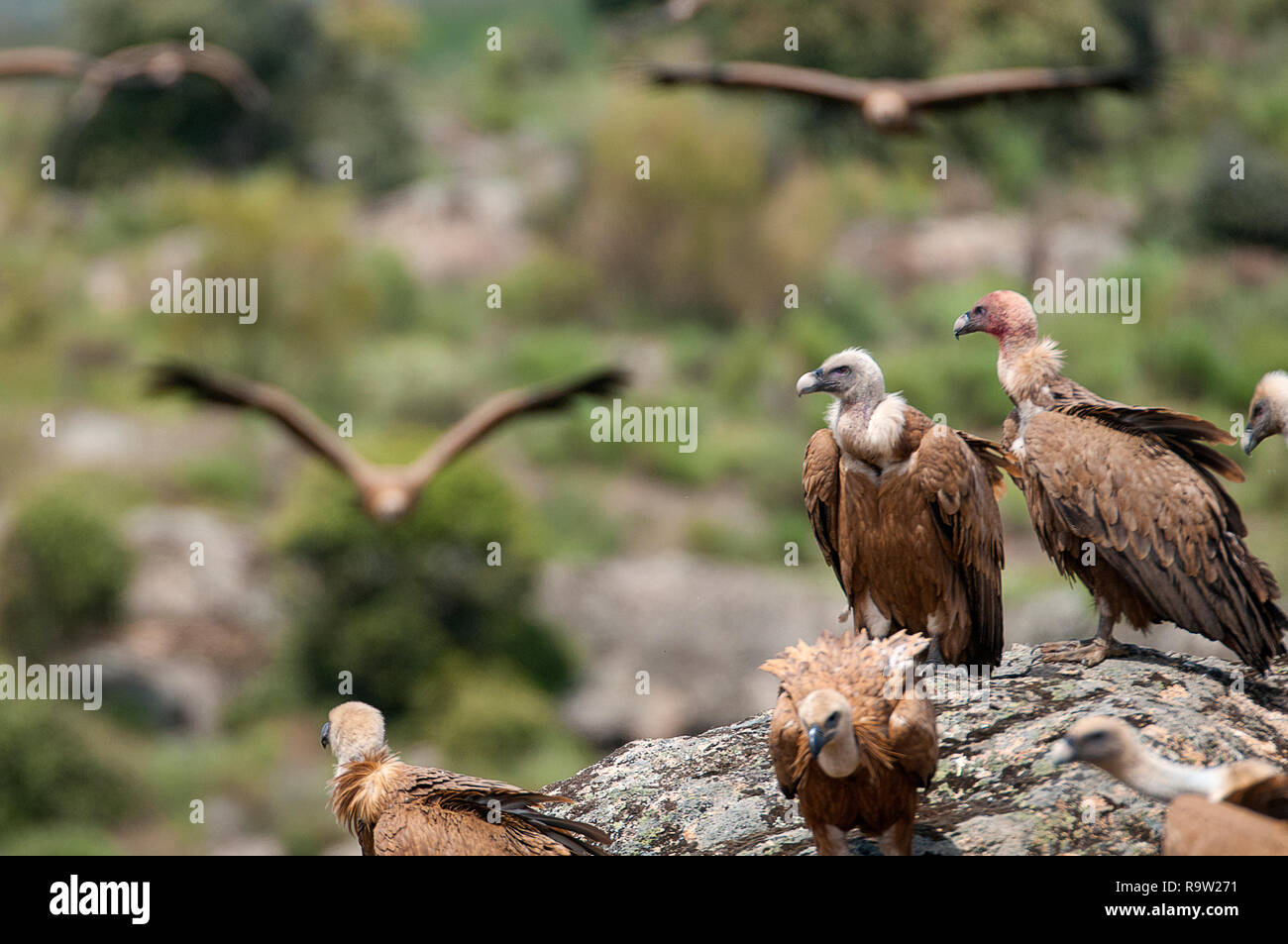 Grifone, Gyps fulvus, grandi rapaci seduti sulla pietra in una montagna Foto Stock