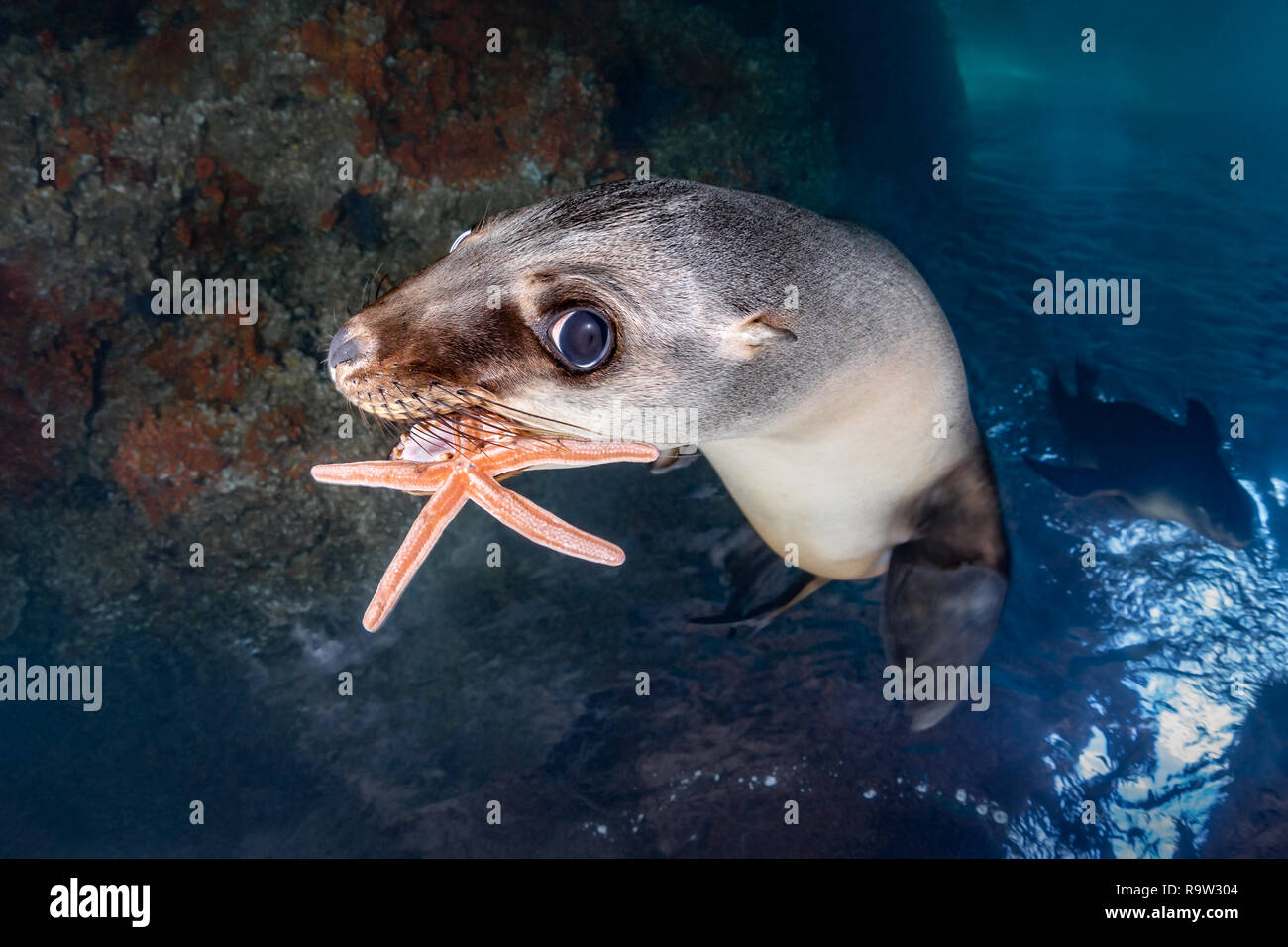 Leone californiano che afferra una stella del mare a Los Islotes, la Paz, Baja California sur, Messico Foto Stock