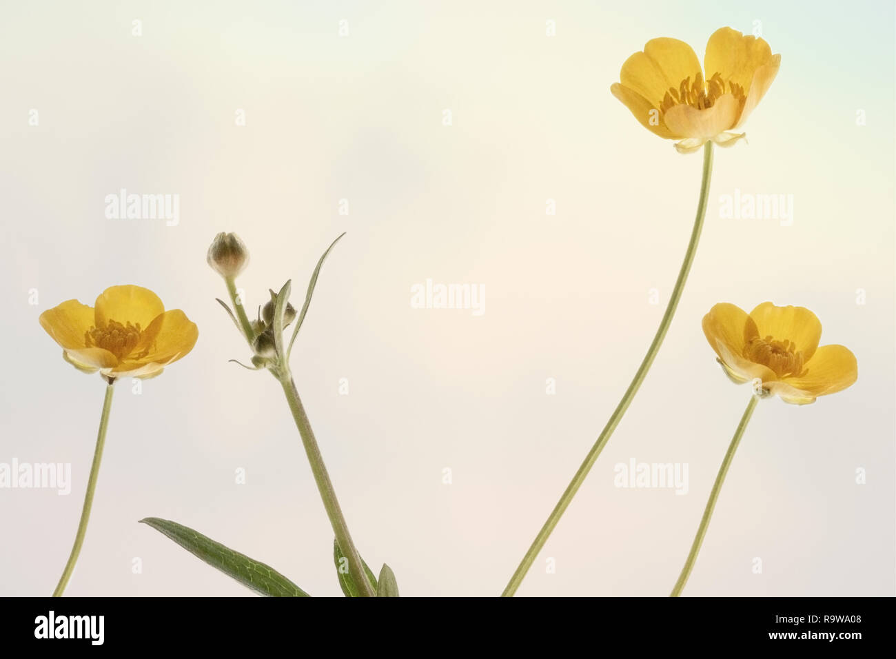 Piatto fotografia laici di ranuncolo giallo fiori insieme contro un sfondo pastello Foto Stock