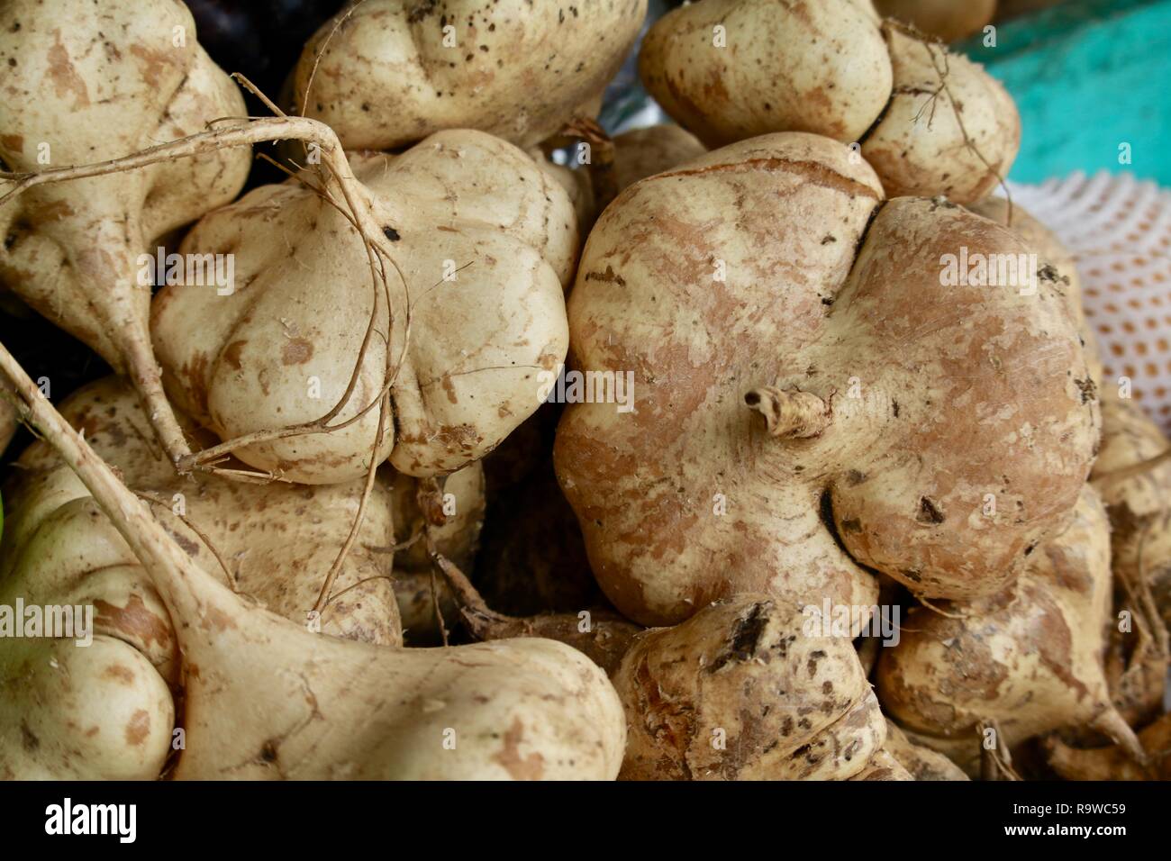 Jicama, una radice comune vegetale in America centrale Foto Stock