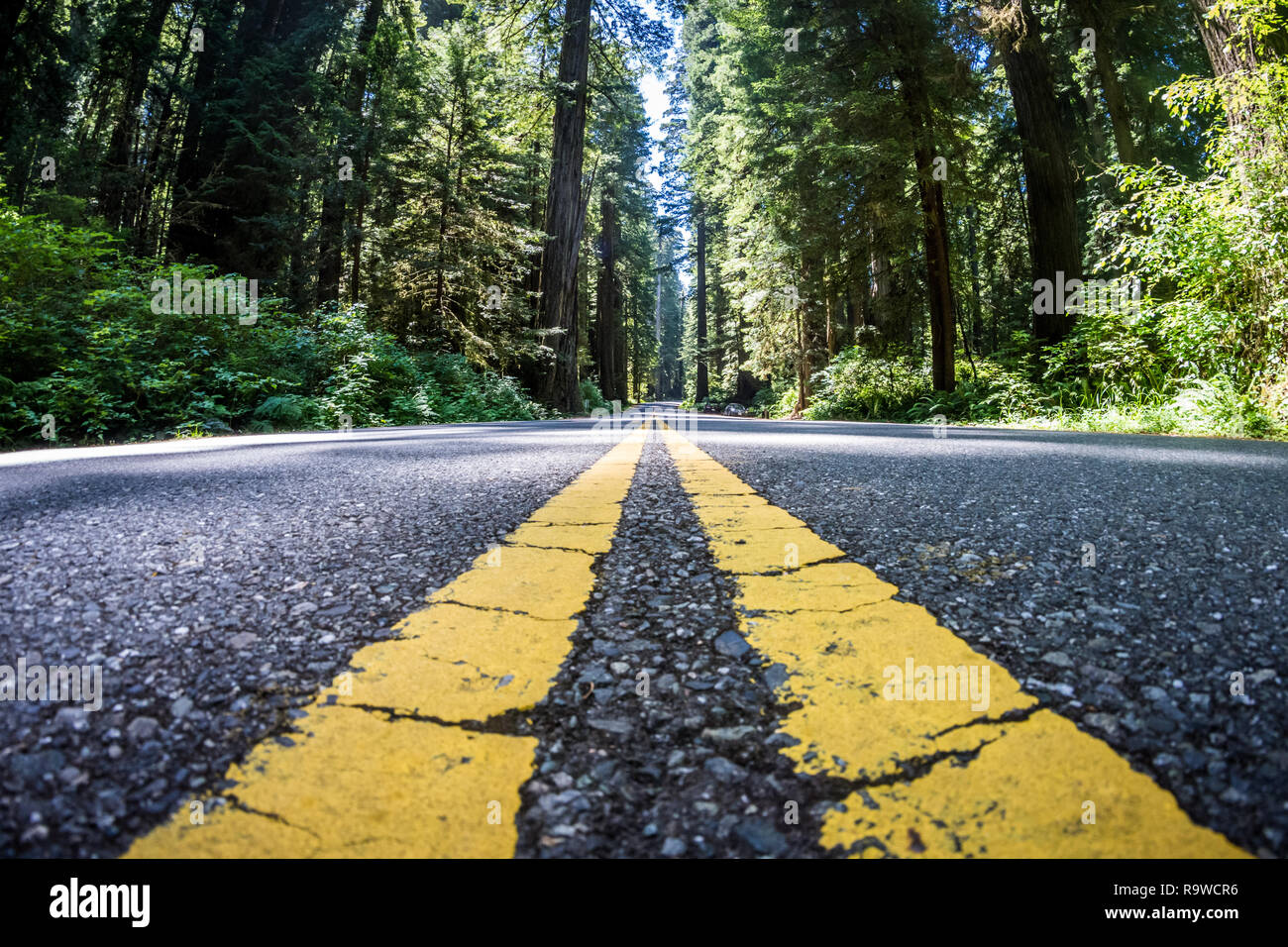 La strada attraverso il Newton B Drury scenic parkway a Redwood membro e il Parco Nazionale è rivestito con giganteschi alberi di sequoia Foto Stock