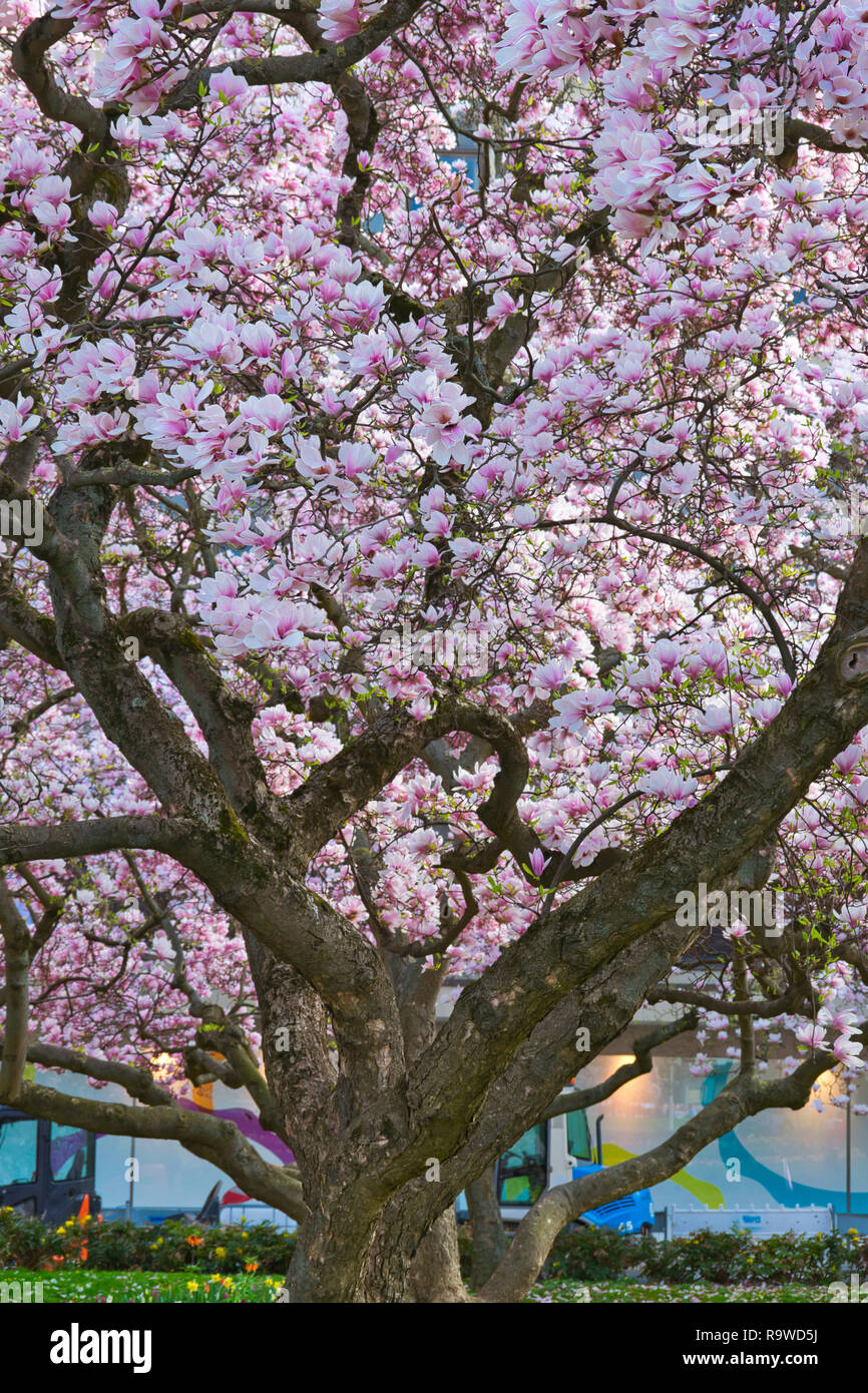 Un albero di Magnolia piena di fiori di foglie in Würzburg city garden Park Germany. Concetto news di primavera in città urbana la vita. Sfondo di estate Foto Stock