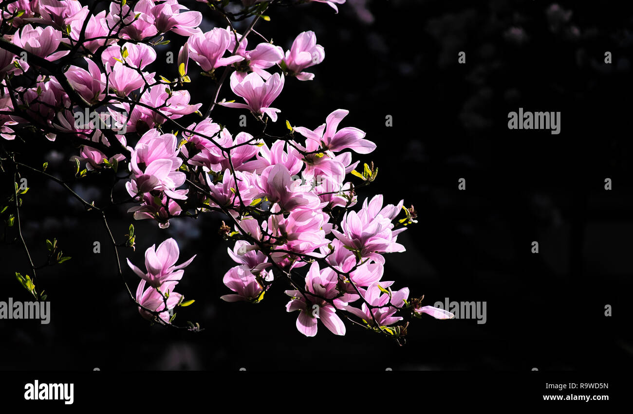 Concetto di primavera Magnolia fiori con cielo blu e nuvole in background. Caldo fresco nuova vita vivere la gioia natura felice profumo santo concetto dello sfondo. Foto Stock