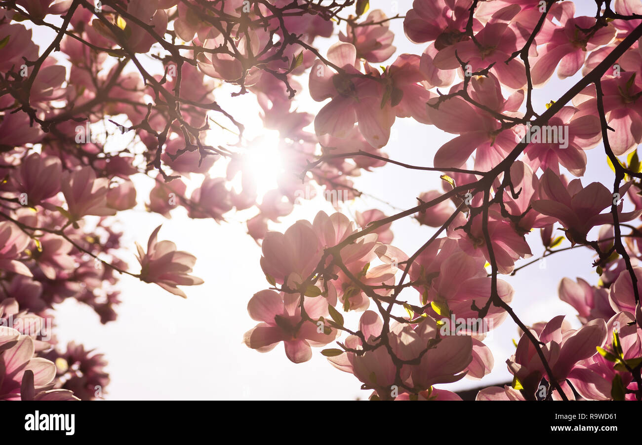 Concetto di primavera Magnolia fiori con cielo blu e nuvole in background. Caldo fresco nuova vita vivere la gioia natura felice profumo santo concetto dello sfondo. Foto Stock