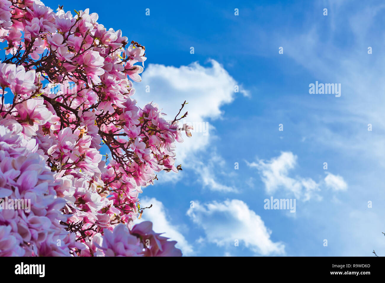Concetto di primavera Magnolia fiori con cielo blu e nuvole in background. Caldo fresco nuova vita vivere la gioia natura felice profumo santo concetto dello sfondo. Foto Stock