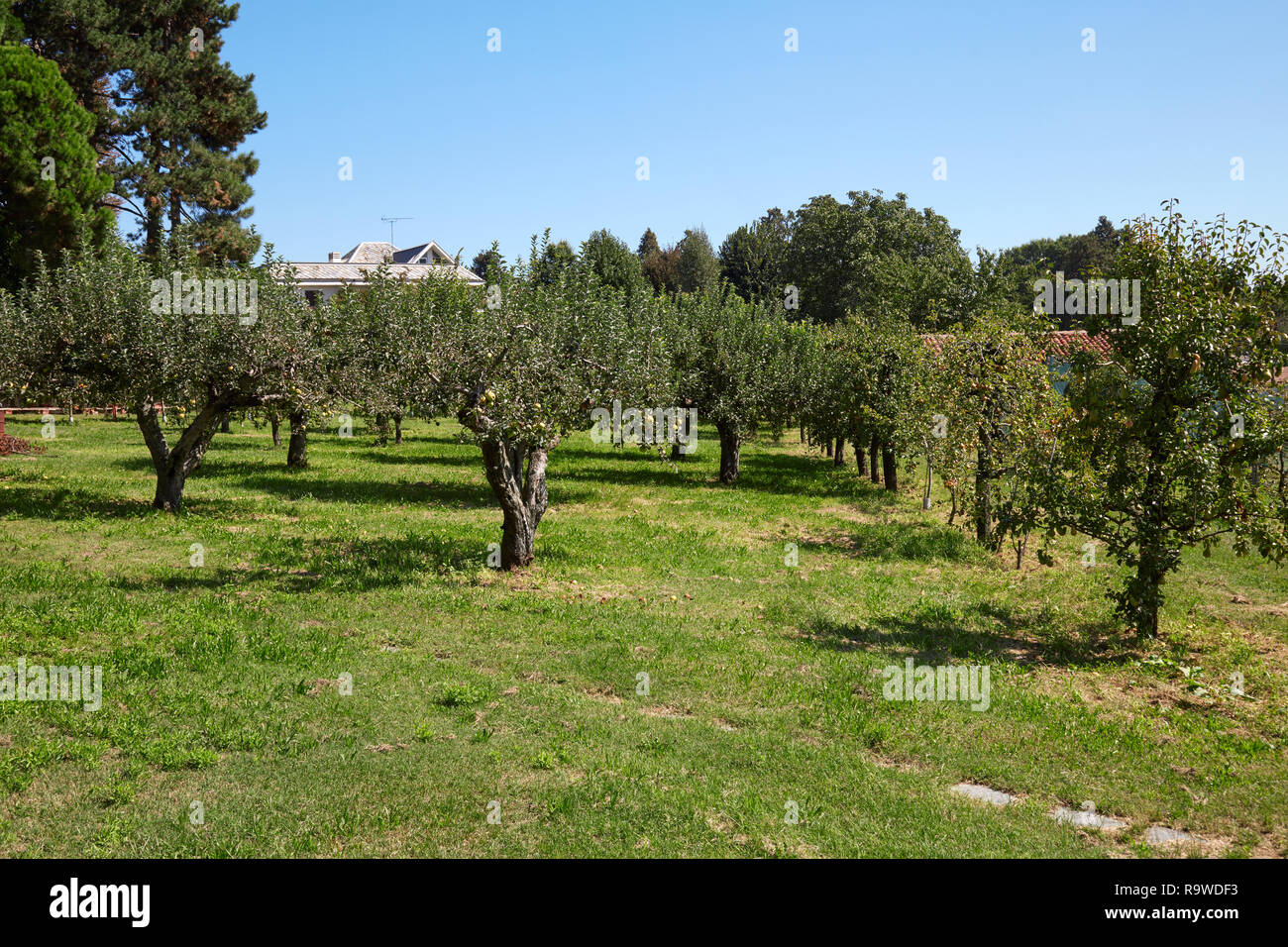 Meli orchard in una soleggiata giornata estiva, cielo blu chiaro Foto Stock