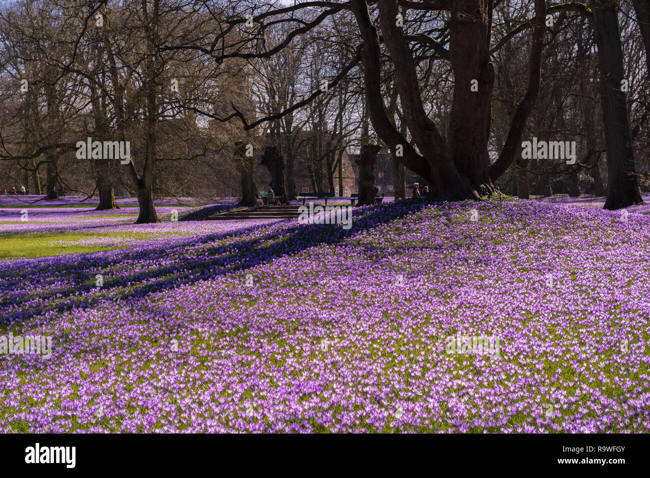 Blooming Crosuses (Crocus napolitanus) in i giardini del castello di Schloss vor Husum o il castello di Husum, Frisia settentrionale, Schleswig-Holstein, Germnay, Europa Foto Stock