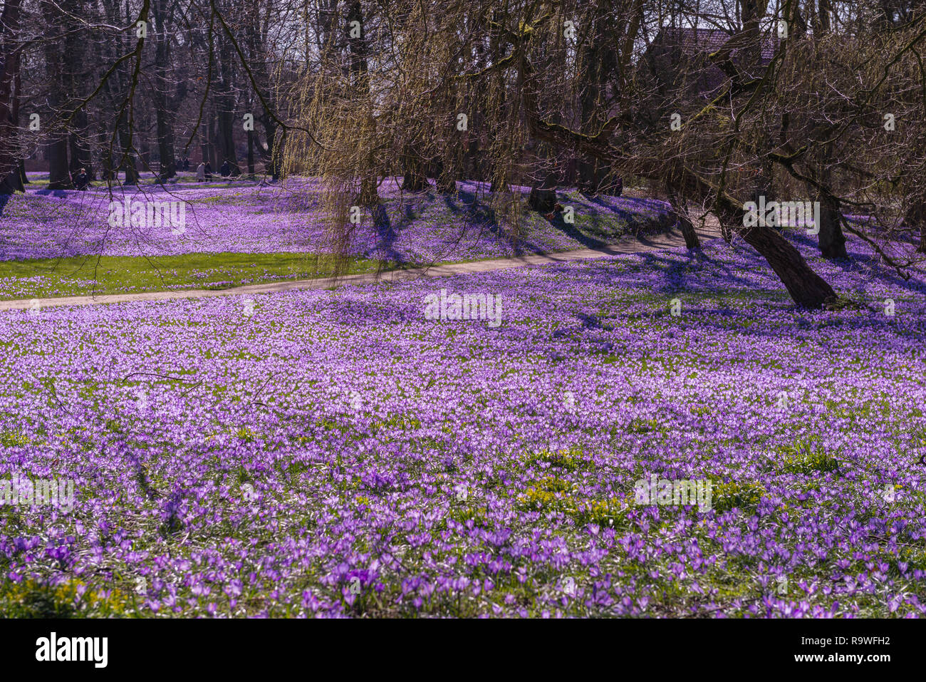 Blooming Crosuses (Crocus napolitanus) in i giardini del castello di Schloss vor Husum o il castello di Husum, Frisia settentrionale, Schleswig-Holstein, Germnay, Europa Foto Stock