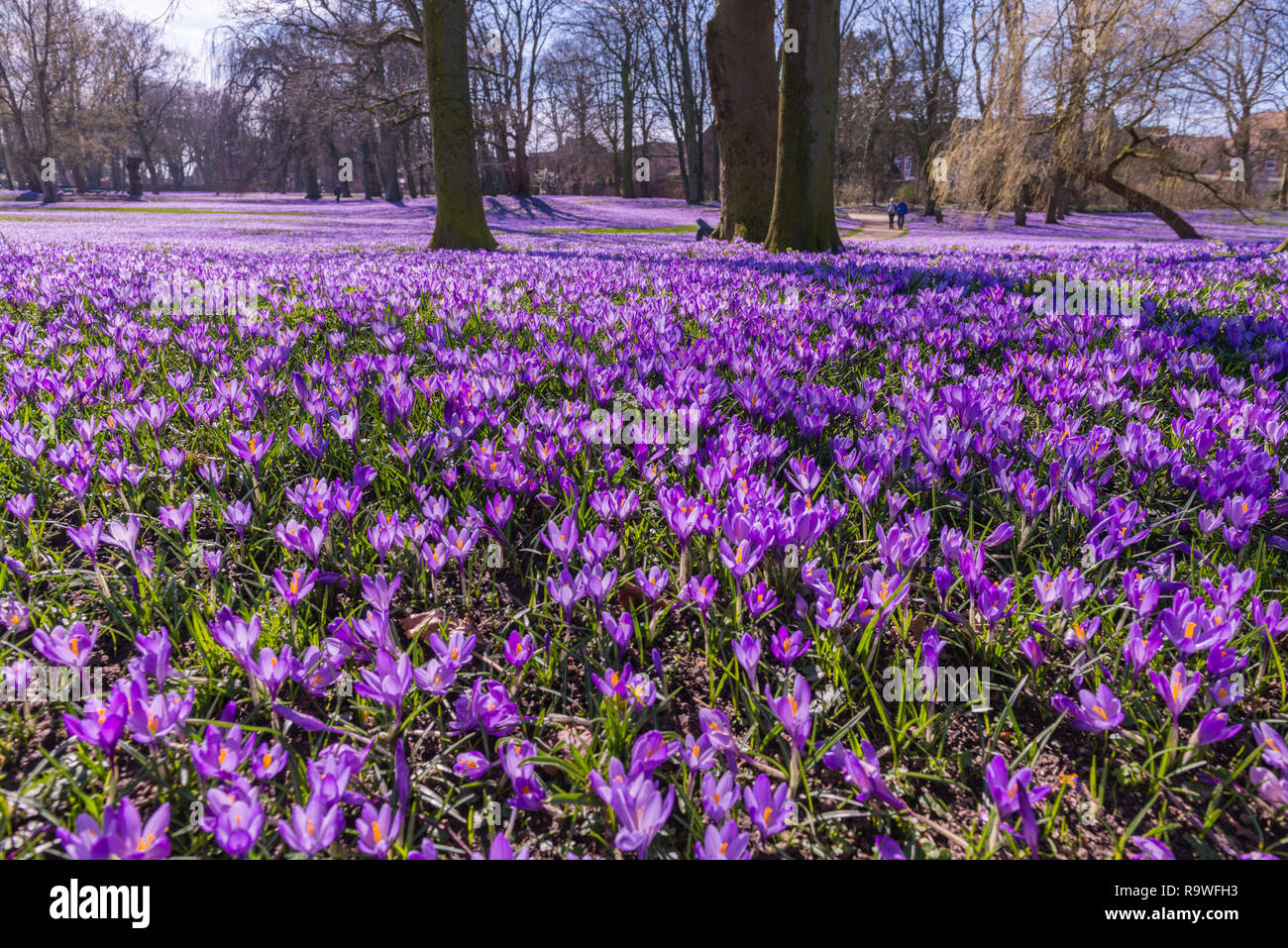 Blooming Crosuses (Crocus napolitanus) in i giardini del castello di Schloss vor Husum o il castello di Husum, Frisia settentrionale, Schleswig-Holstein, Germnay, Europa Foto Stock