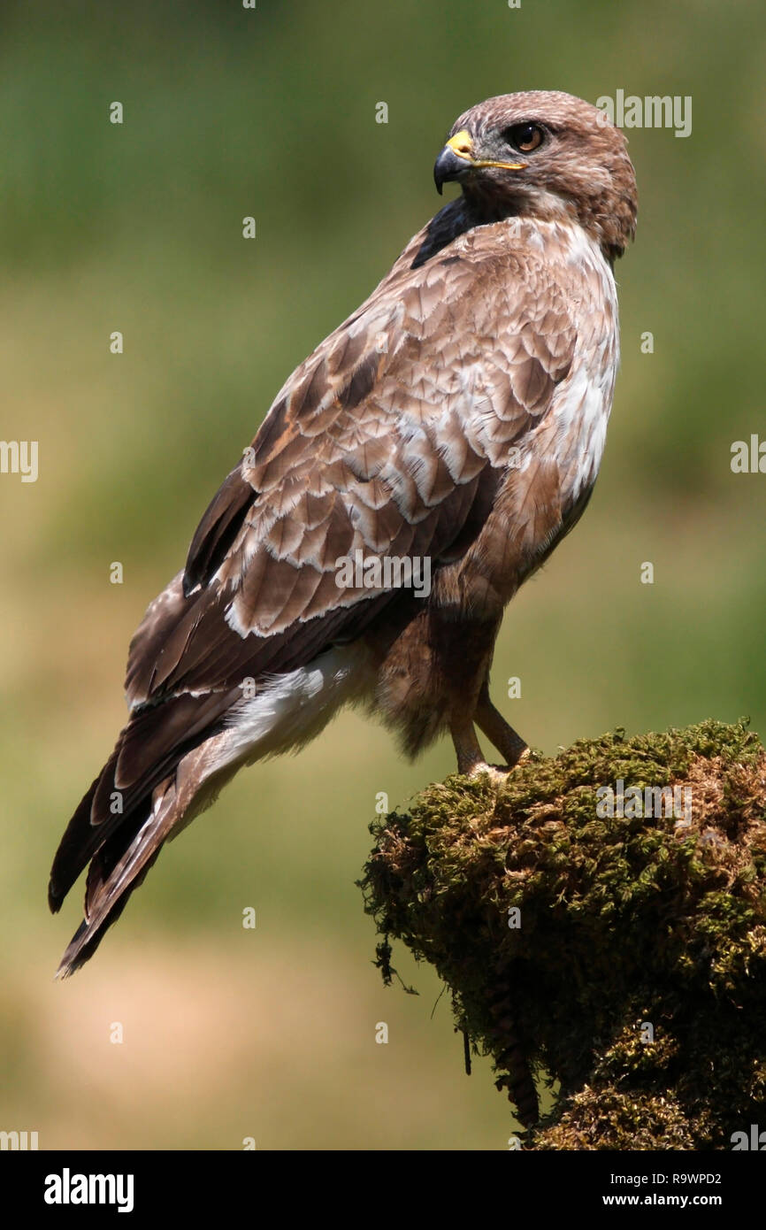 Comune Poiana (Buteo buteo) su un moncone, UK. Foto Stock