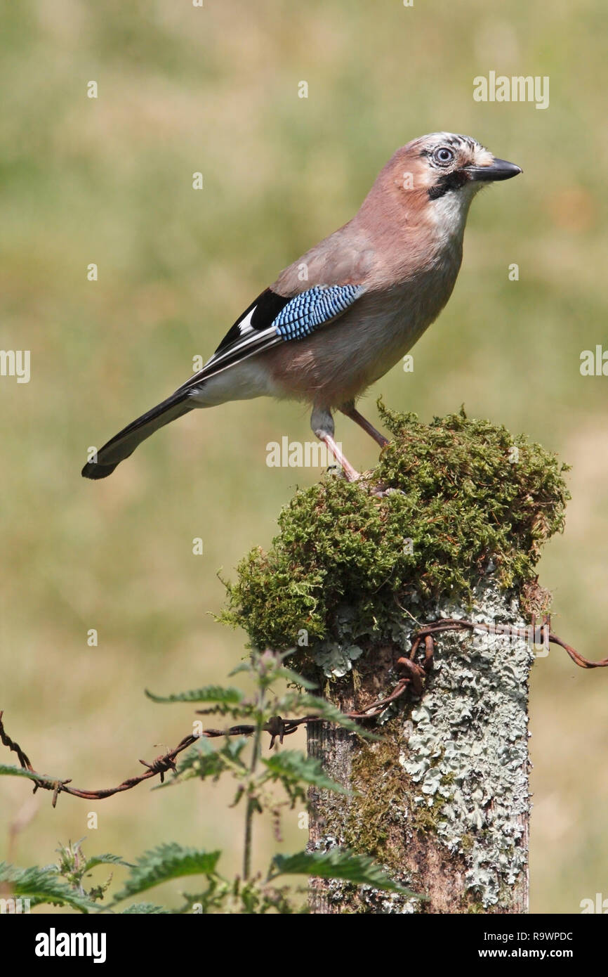 JAY (Garrulus glandarius) su un vecchio palo da recinzione, UK. Foto Stock