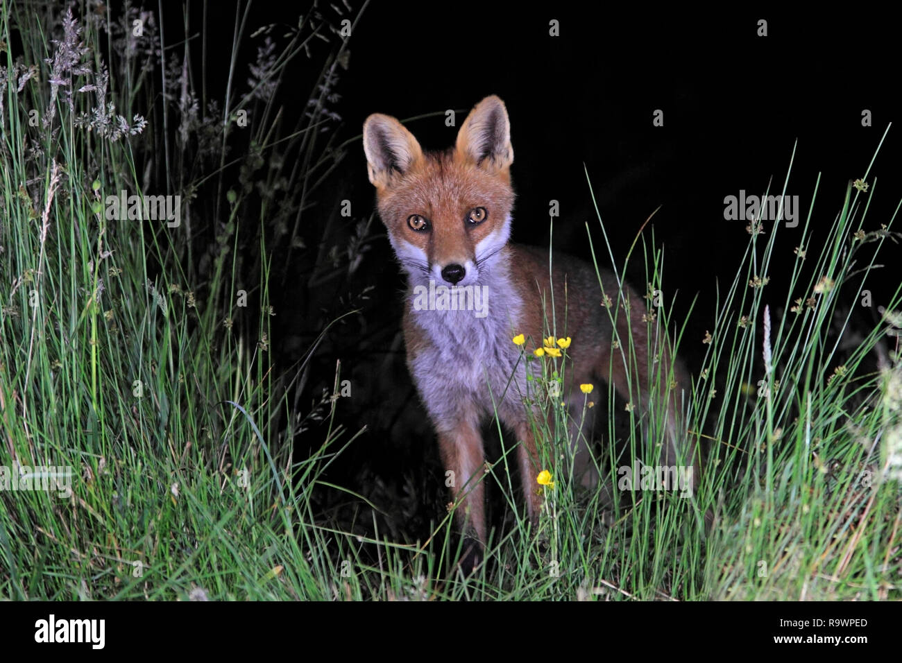 RED FOX (Vulpes vulpes vulpes) di notte, UK. Foto Stock