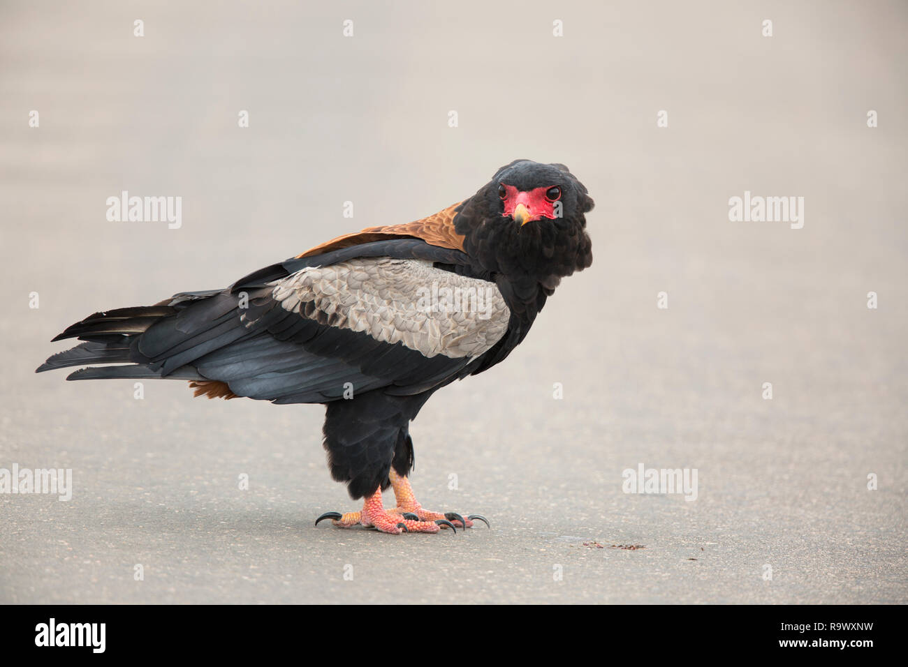 Maschio (Bateleur eagle), Terathopius ecaudatus, Kruger National Park, Sud Africa Foto Stock
