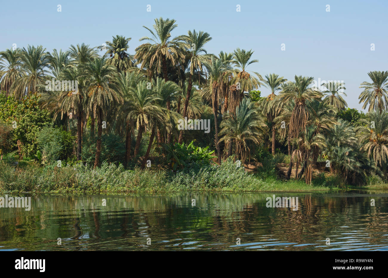 Vista sul grande fiume Nilo in Egitto attraverso il paesaggio rurale paesaggio con la riflessione in acqua e palme Foto Stock