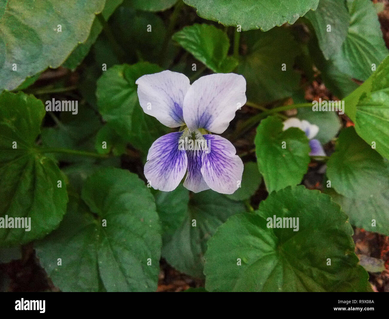 Belle blue violet in giardino Foto Stock